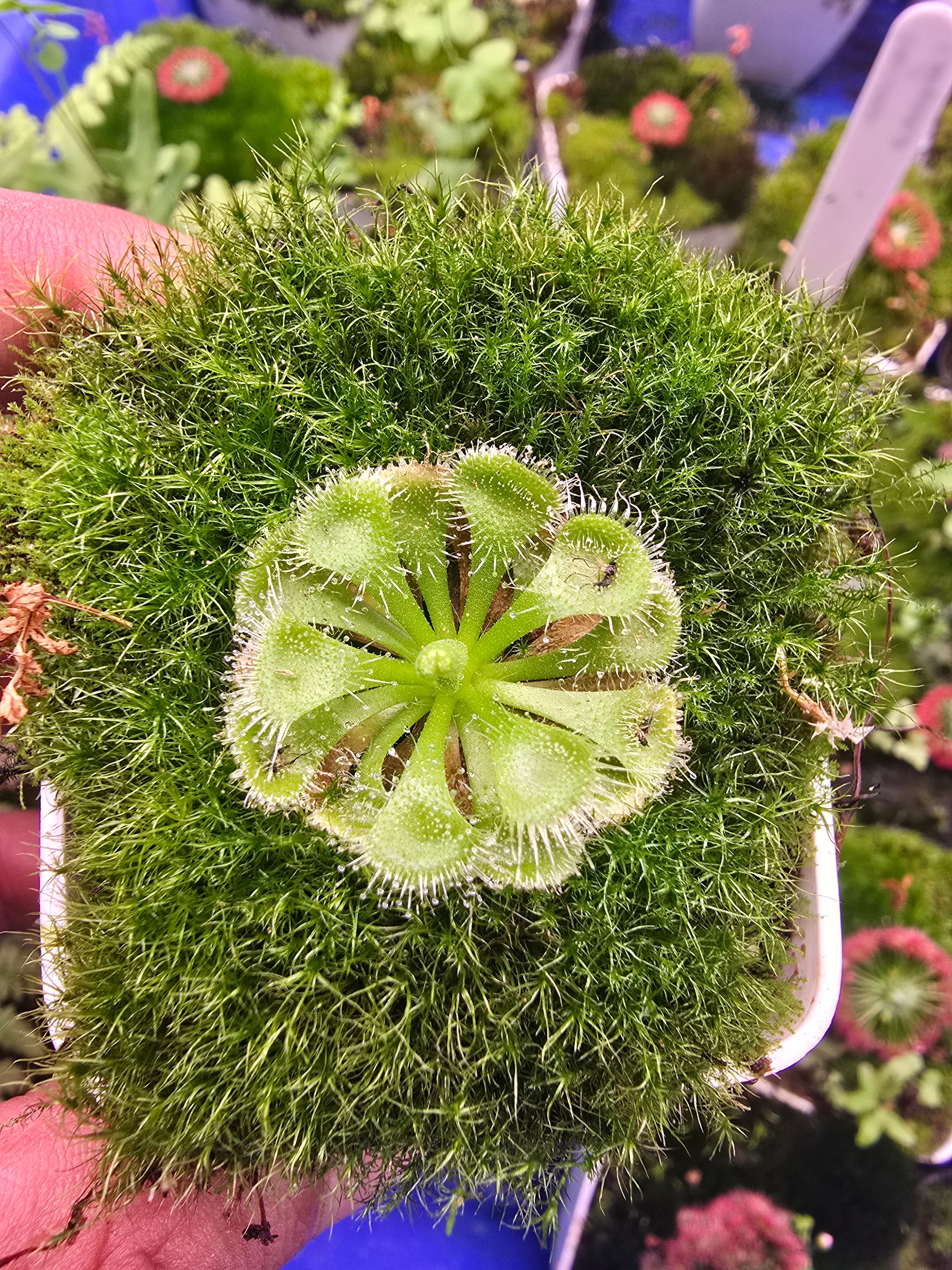 Drosera burmanni (pack of 100 seeds)