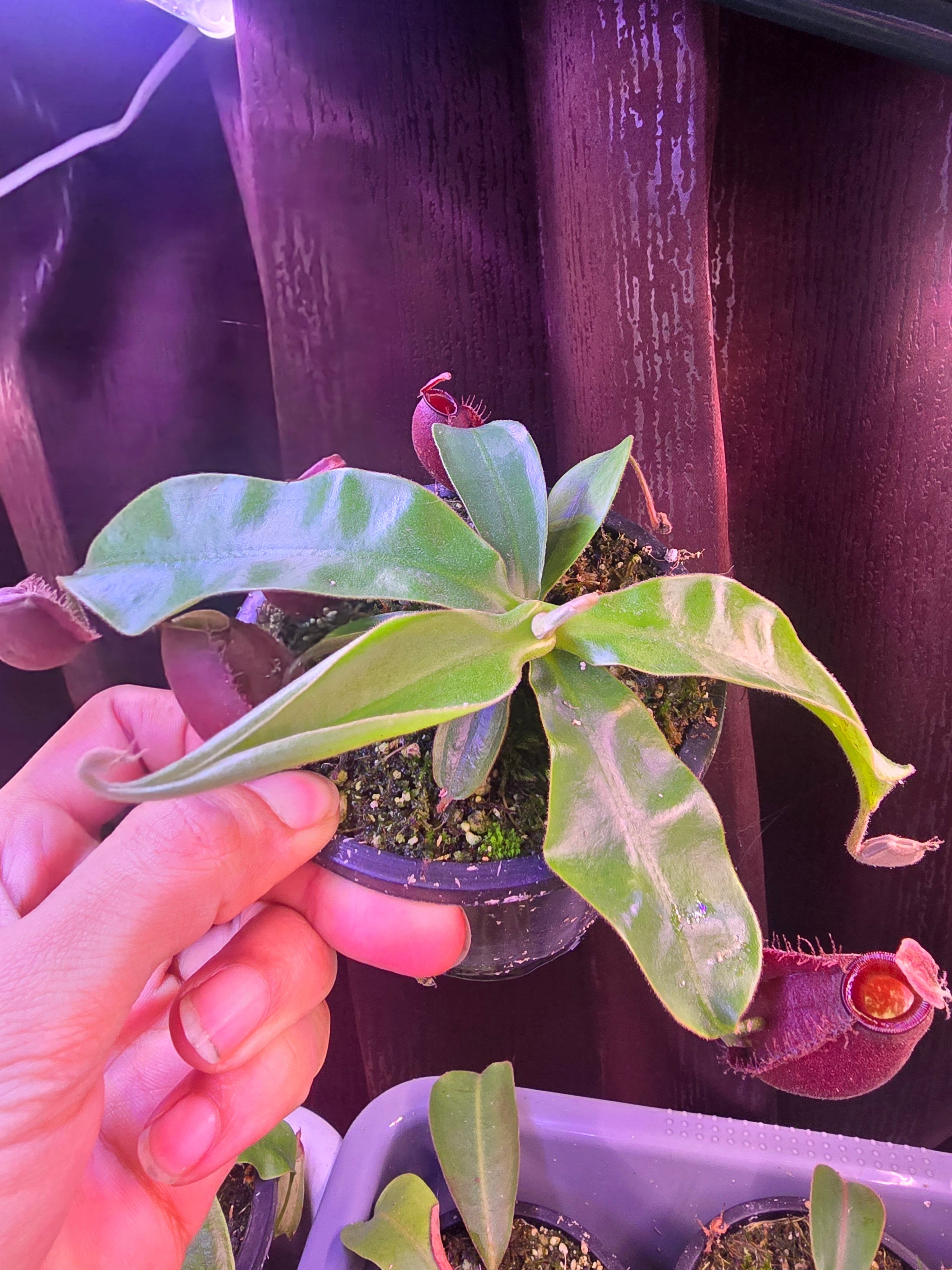 Nepenthes ampullaria red