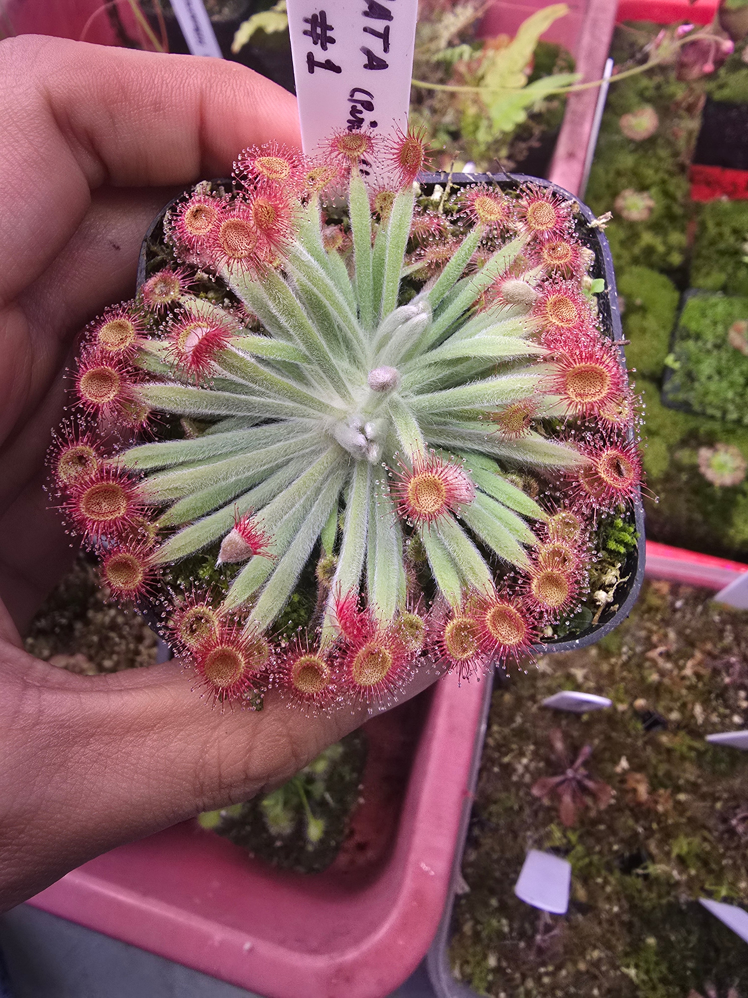 D. falconeri x lanata x ordernsis clone #1 (TSV)