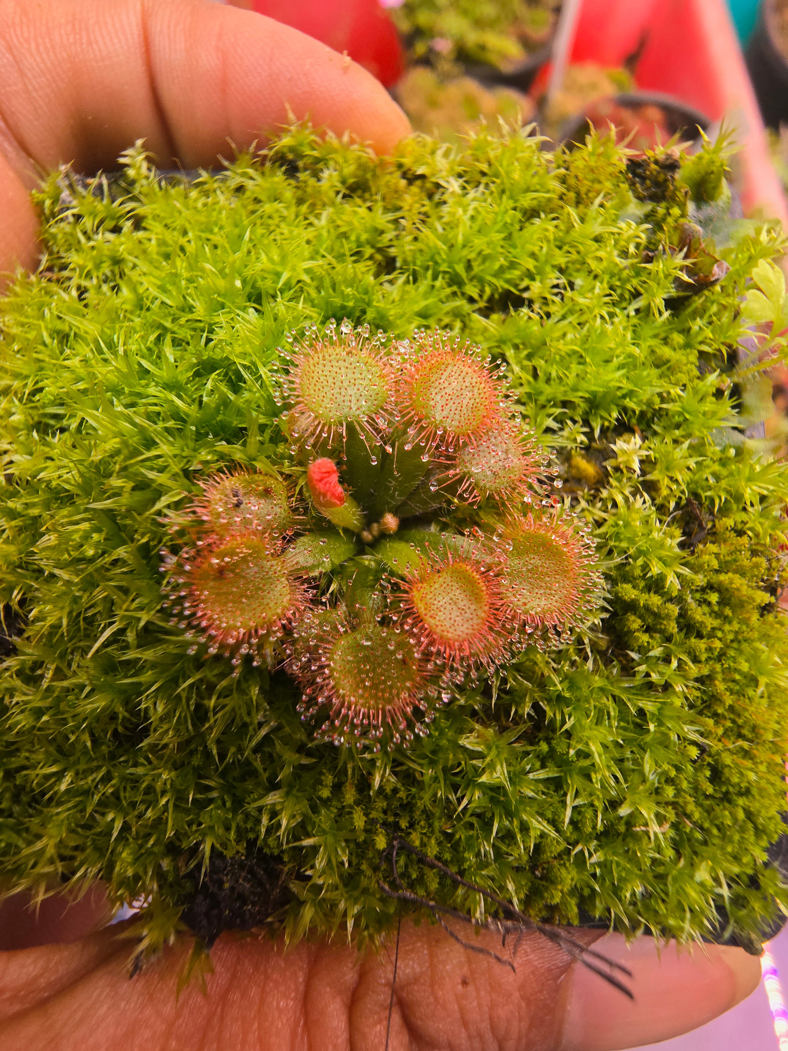 Drosera falconeri