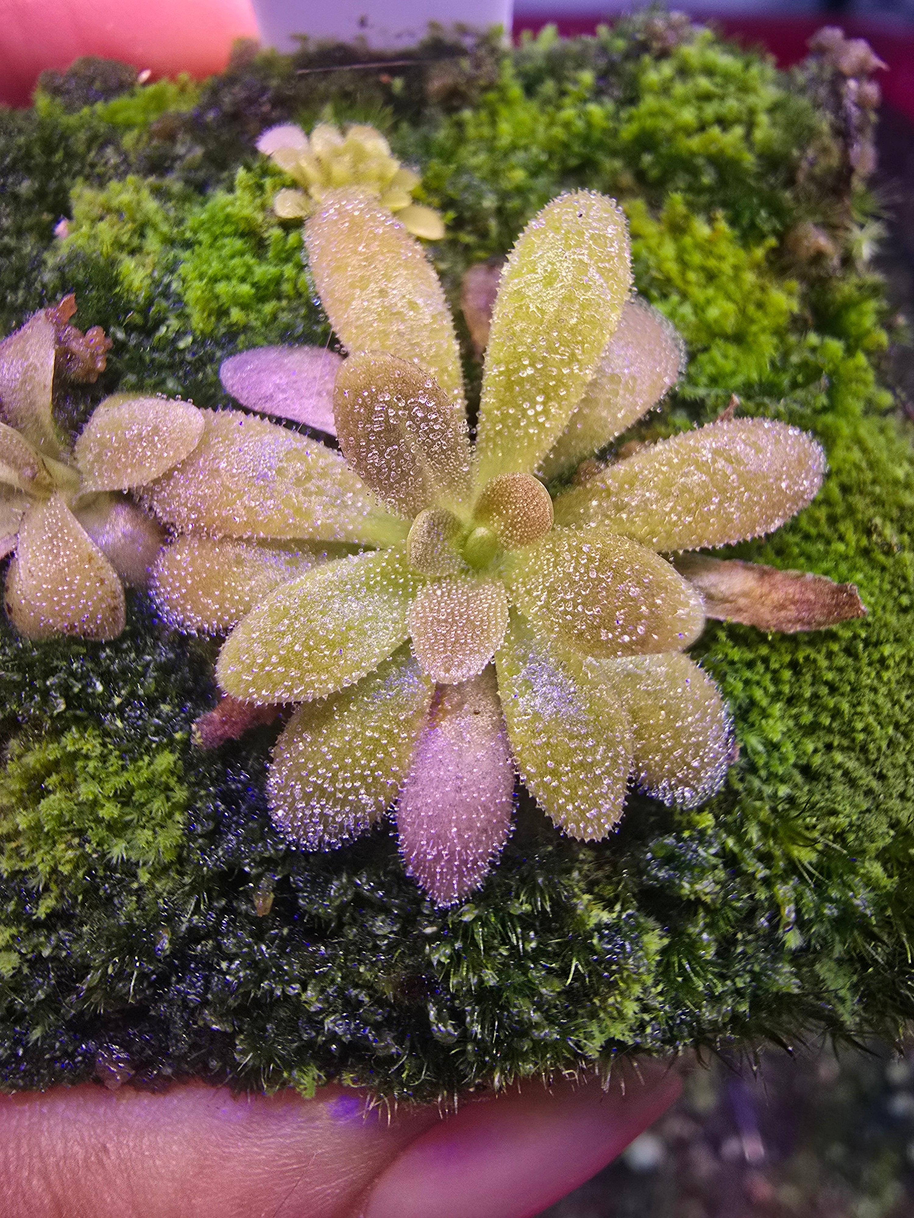 P. gypsicola x agnata