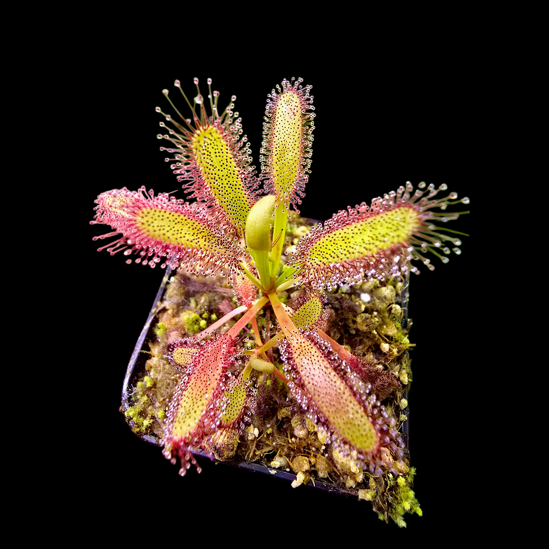 Drosera capensis