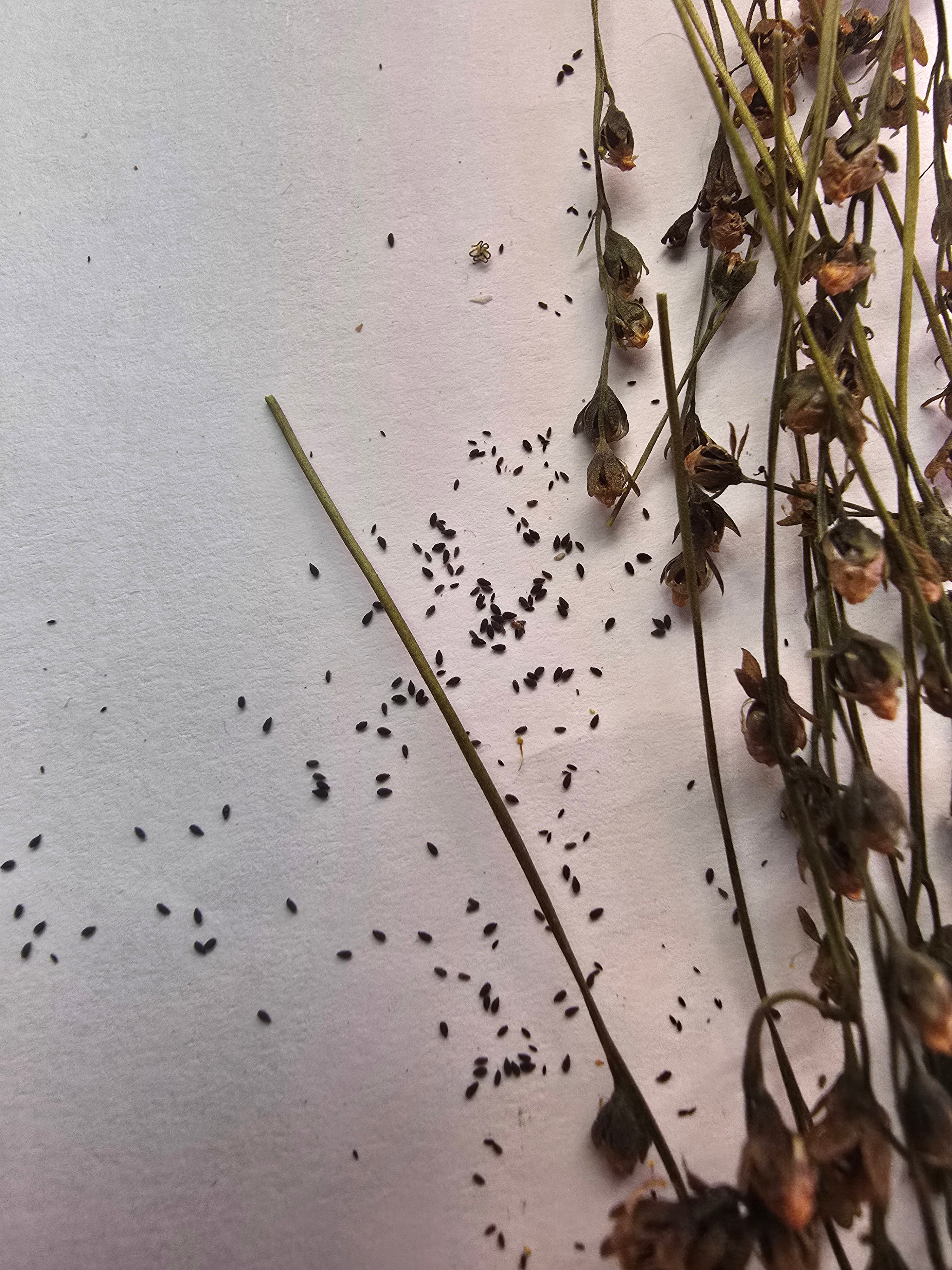 Drosera intermedia pack of 30  seeds