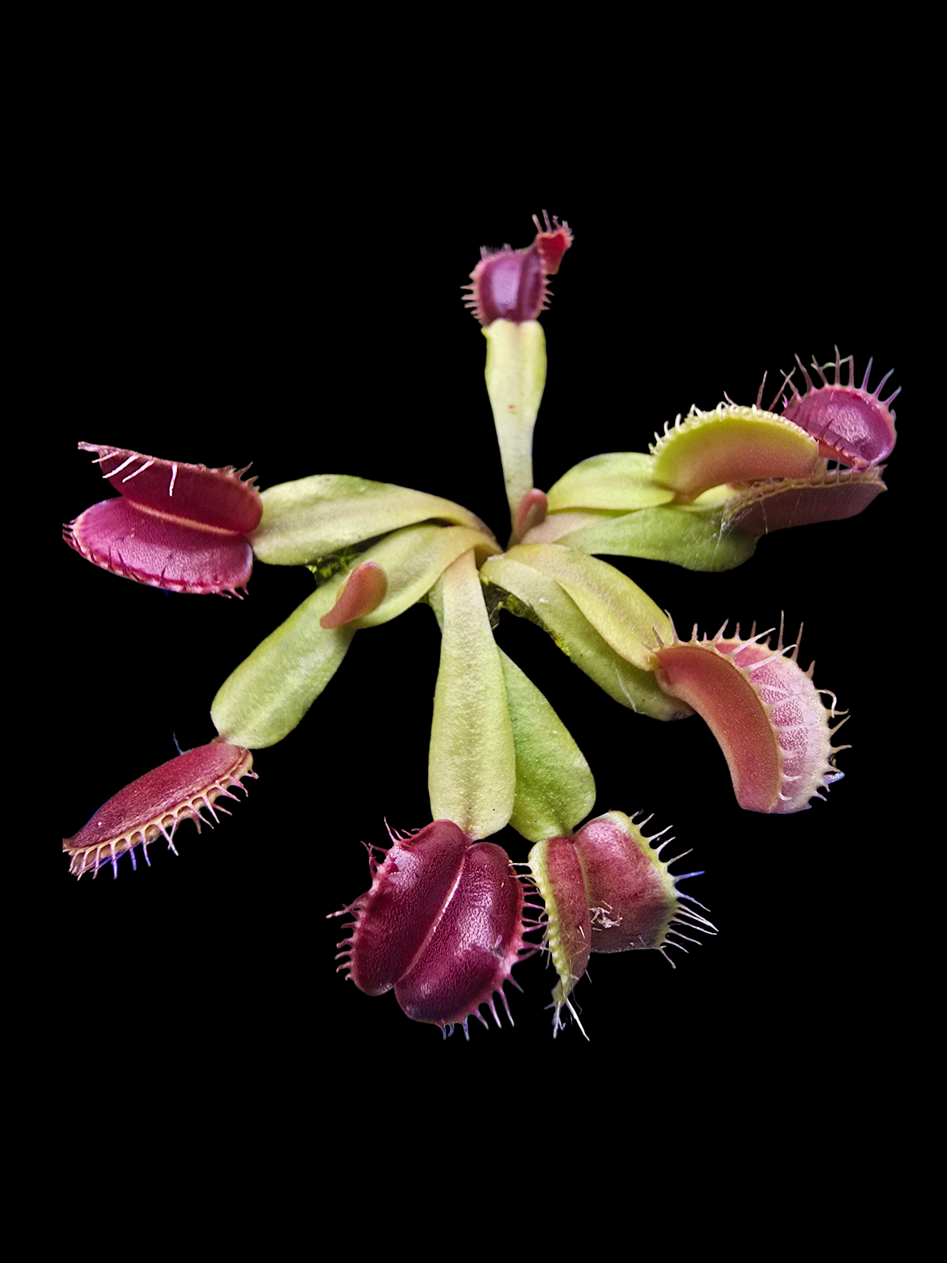 Dionaea muscipula ' red moon trap'