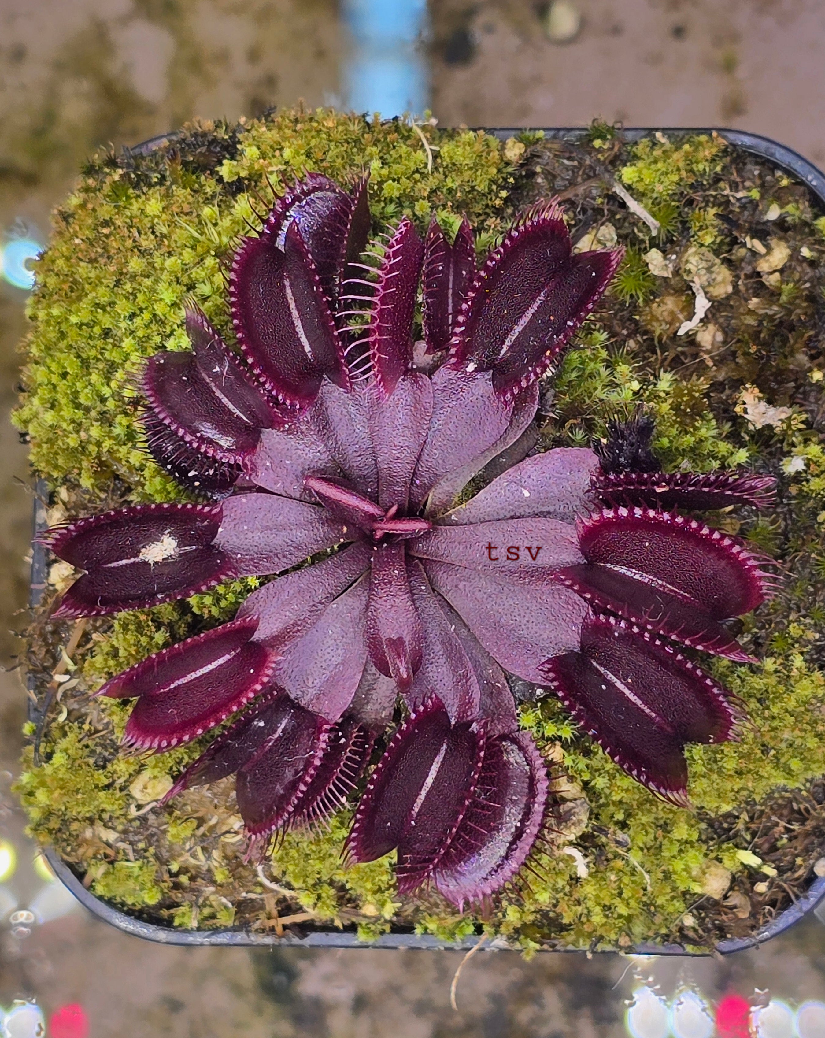 Dionaea muscipula ( all burgundy)