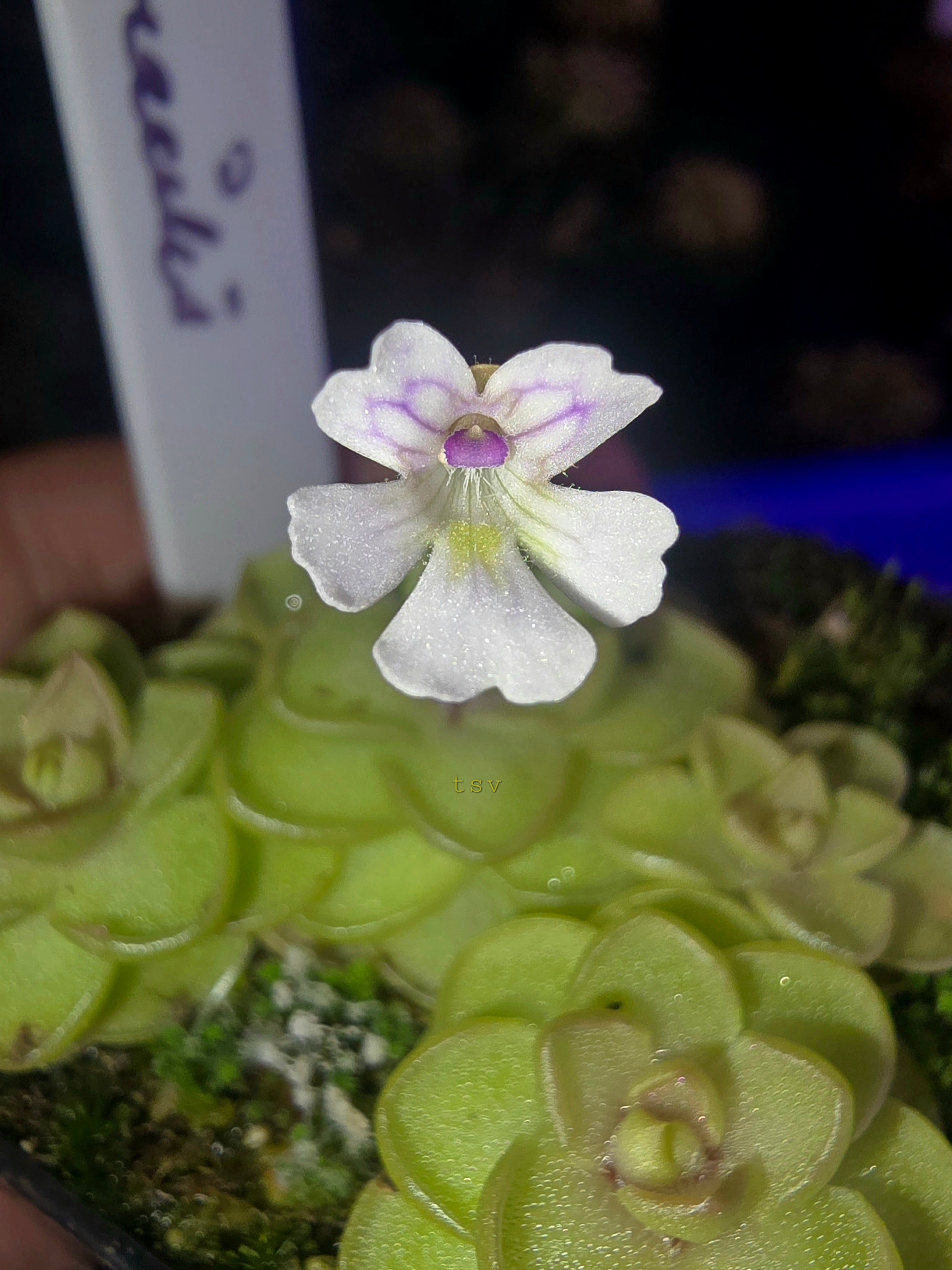 P.emarginata x gracilis