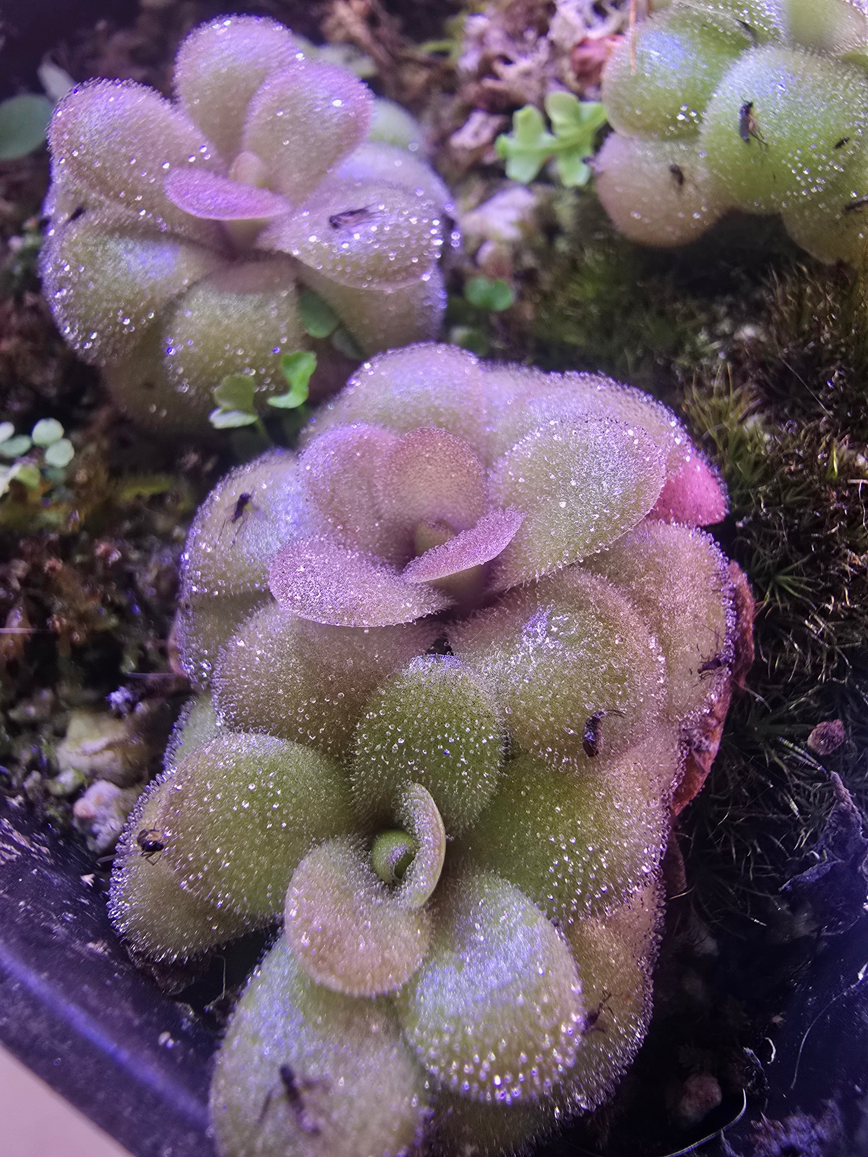 Pinguicula agnata unknown hybrid