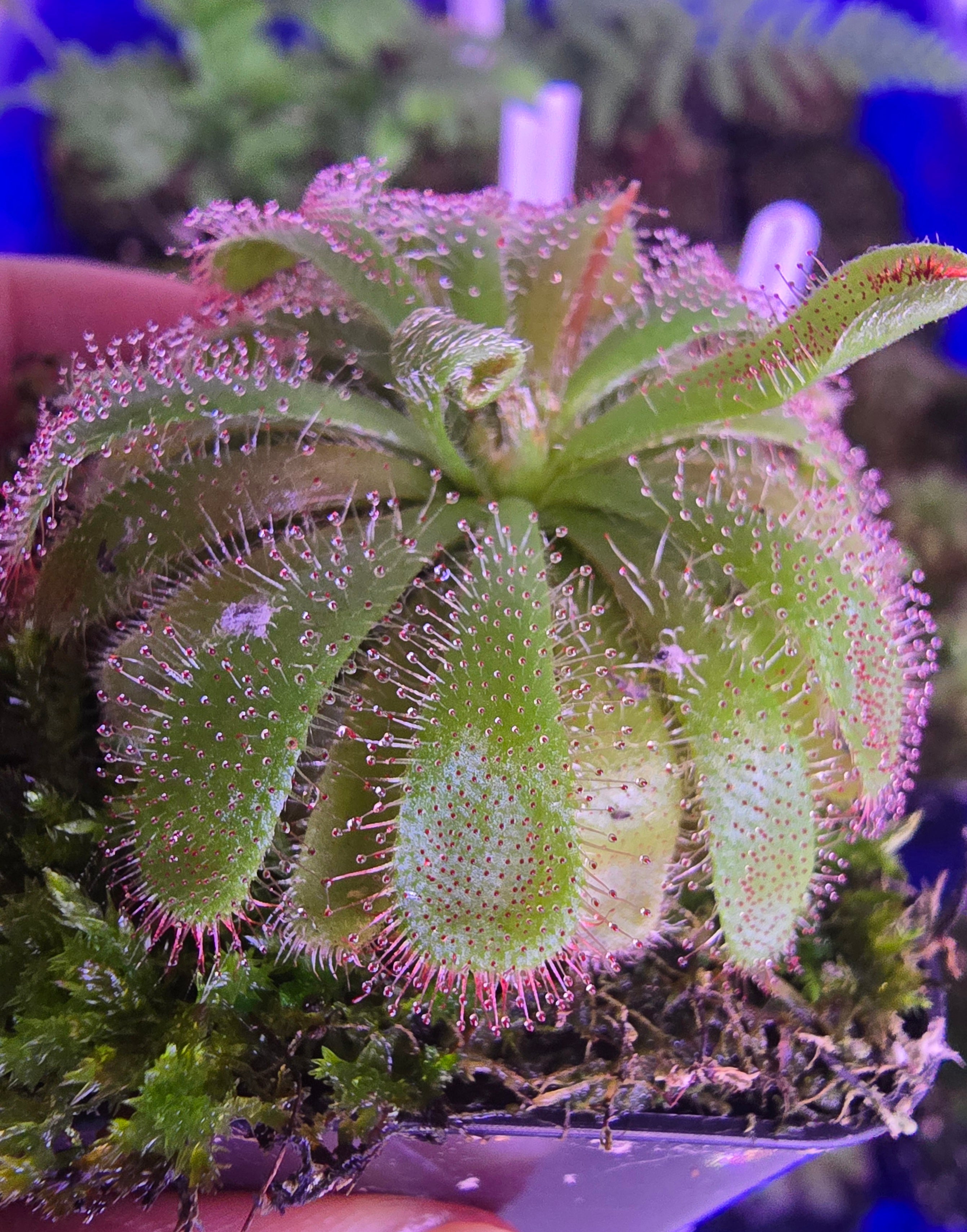 Drosera aliciae