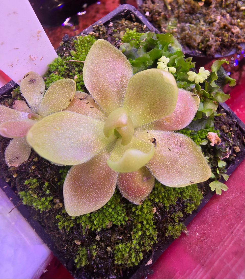 Pinguicula marciano