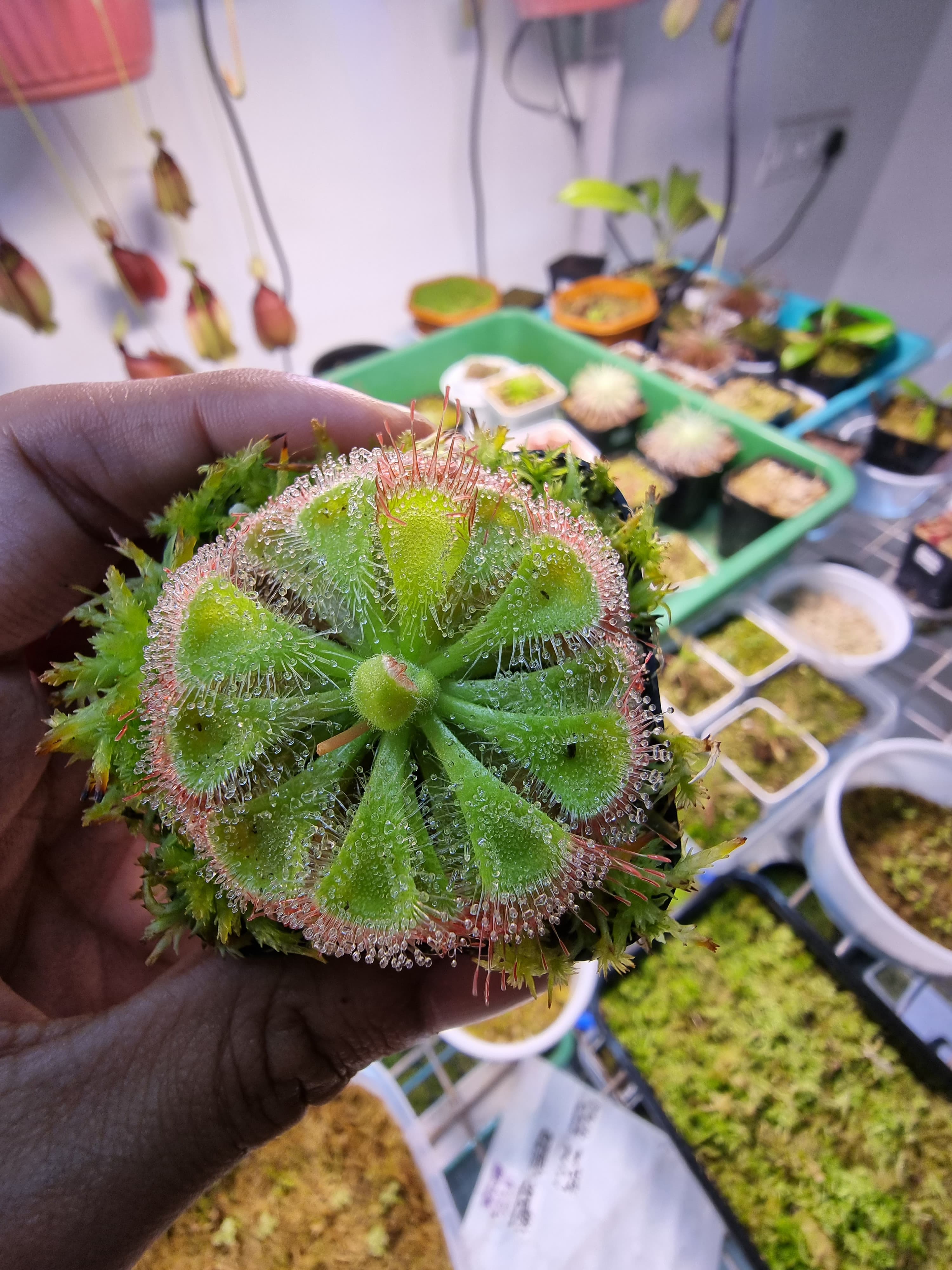 Drosera burmanni
