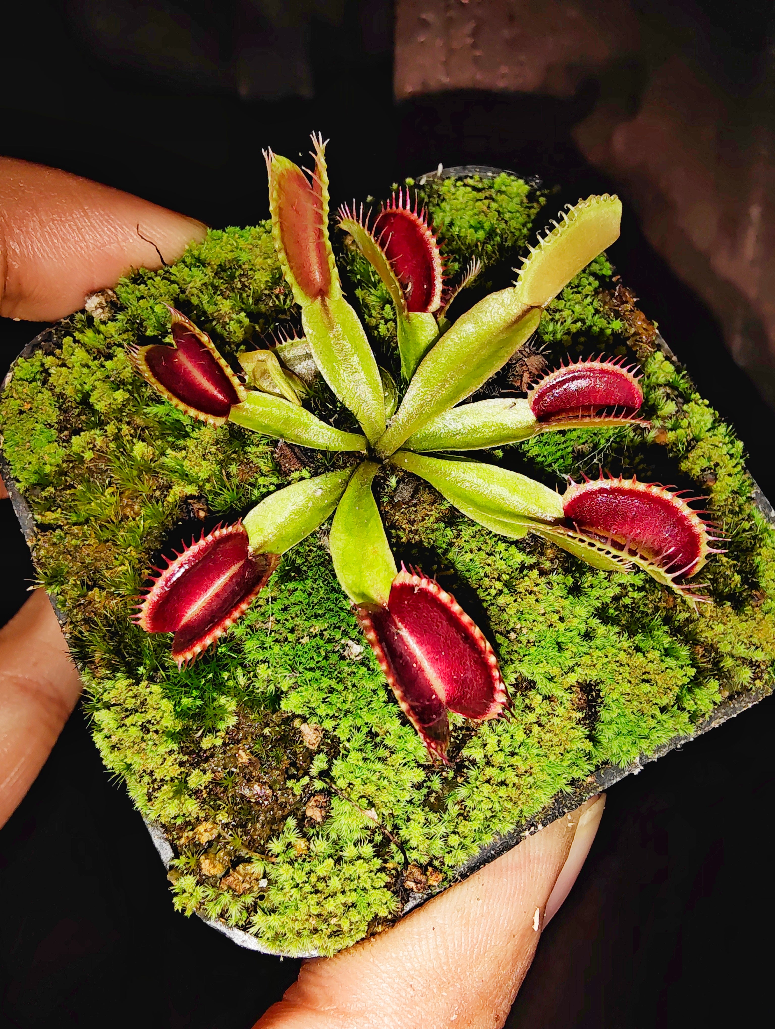 Dionaea muscipula "HarleQuin"
