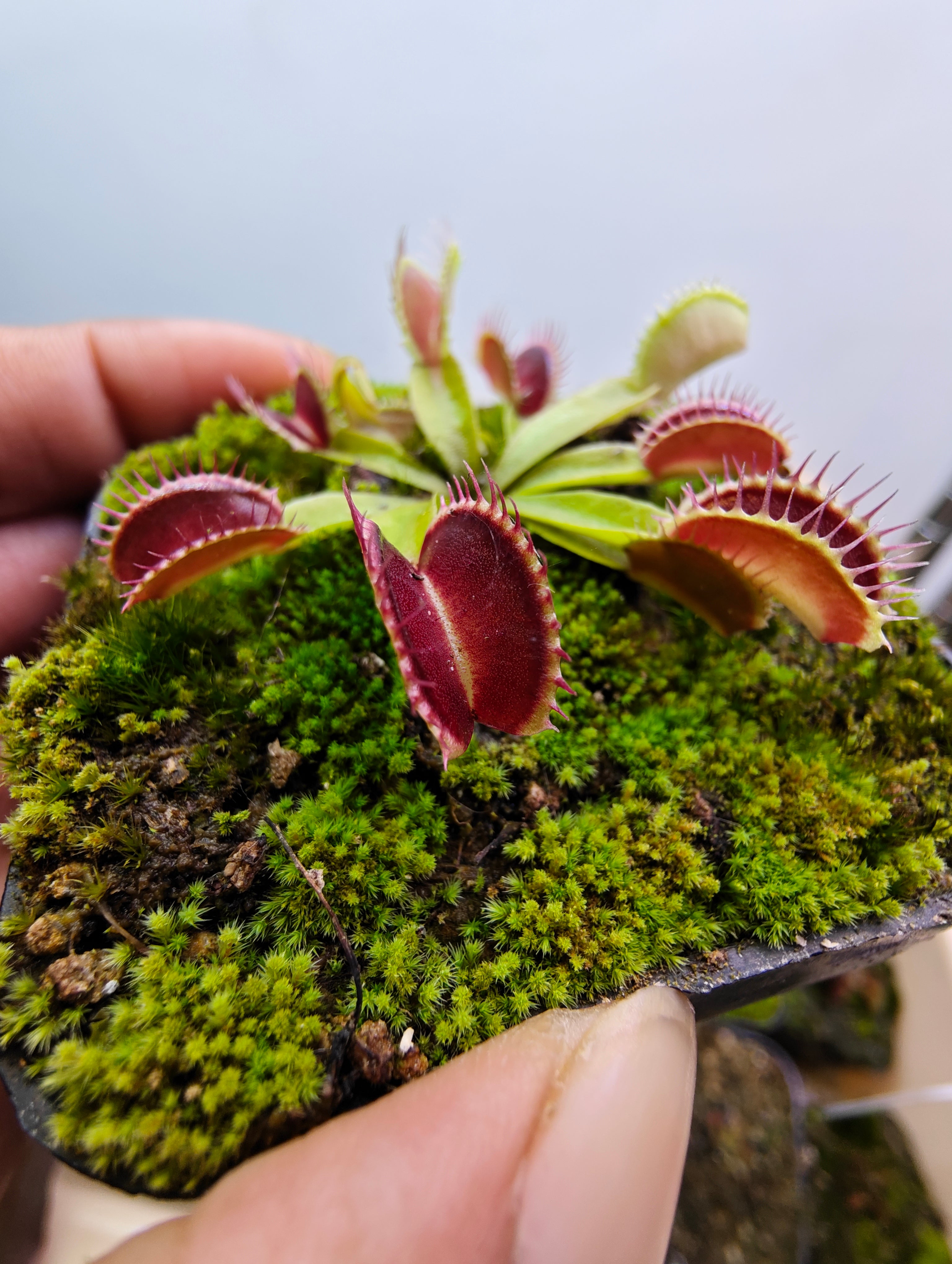 Dionaea muscipula "HarleQuin"