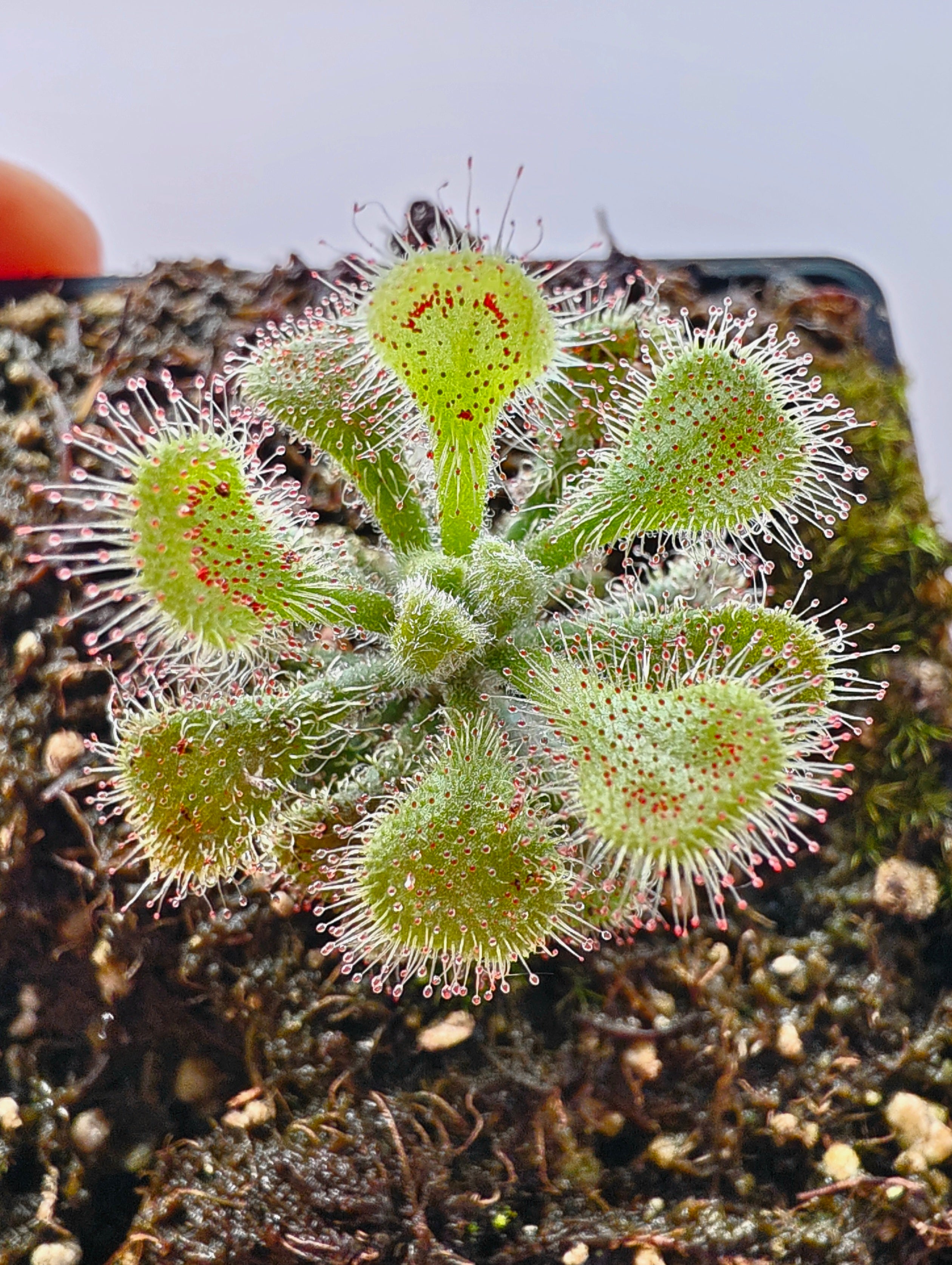 Drosera bequaertii