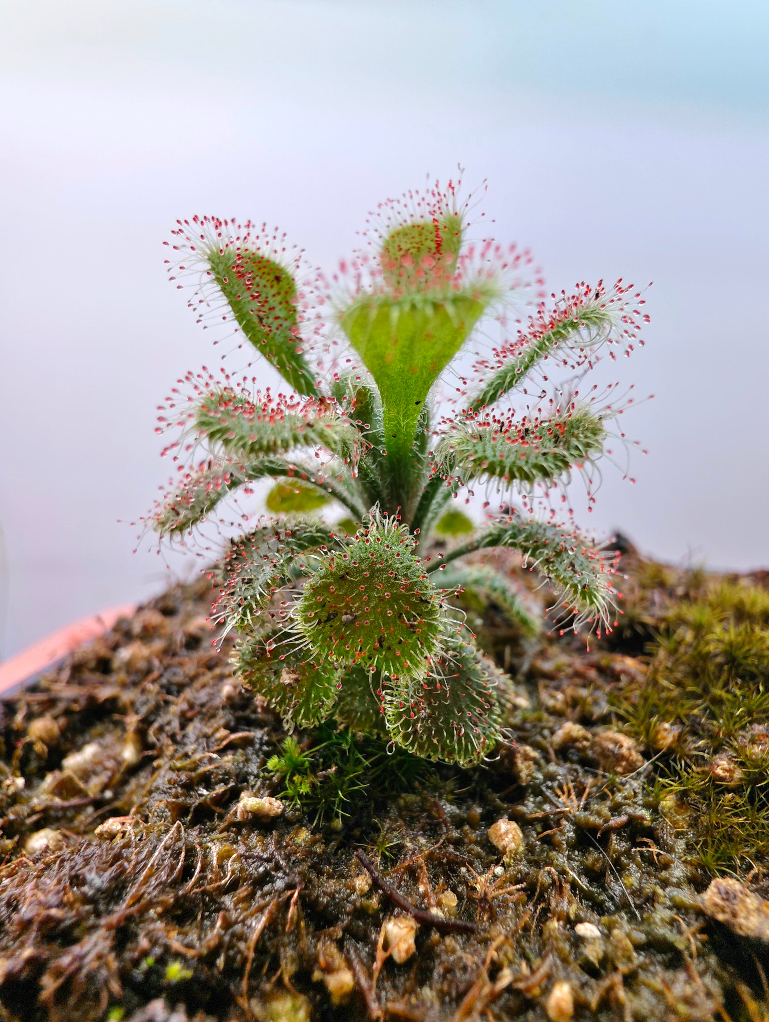 Drosera bequaertii