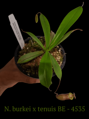 Nepenthes burkei x tenuis BE - 4535