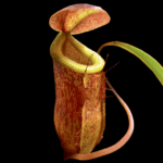 Nepenthes burkei x tenuis BE - 4535