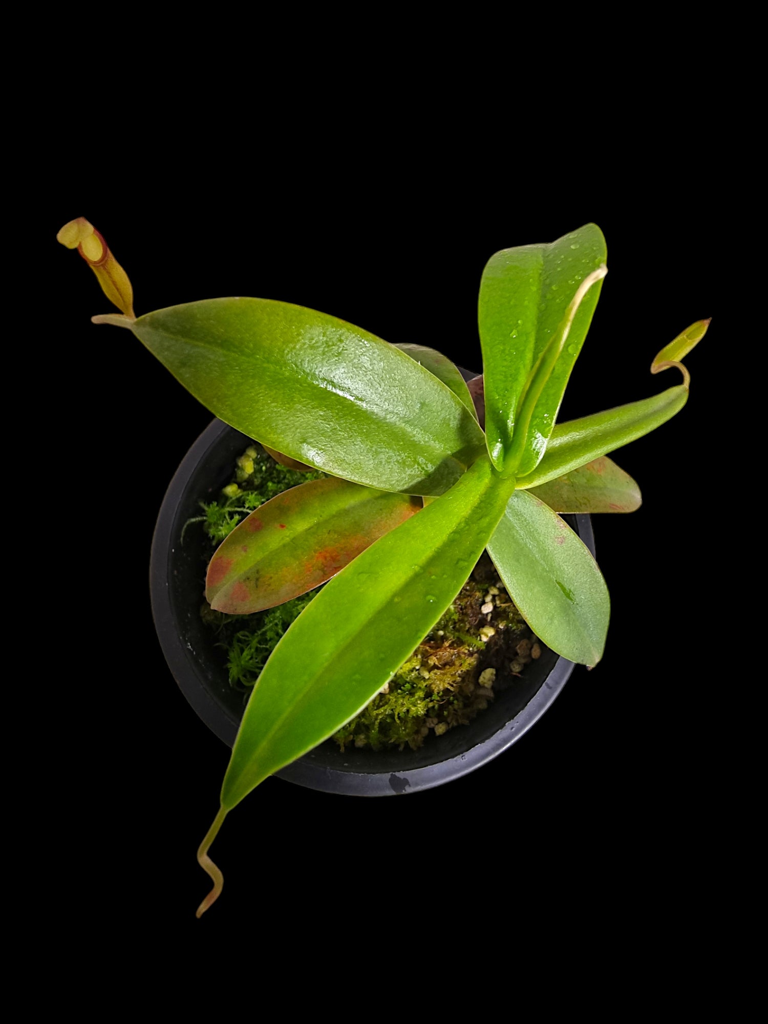 N. sibuyanensis x hamata BE-3562