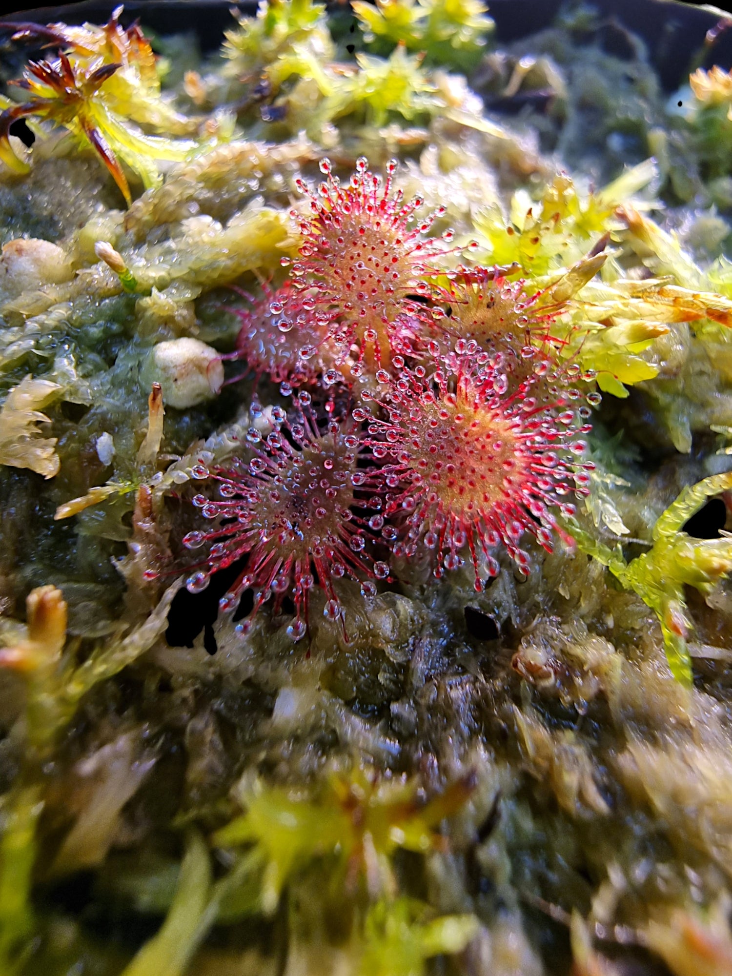 Drosera tomentosa var. Glabrata (pack of 50 seeds)