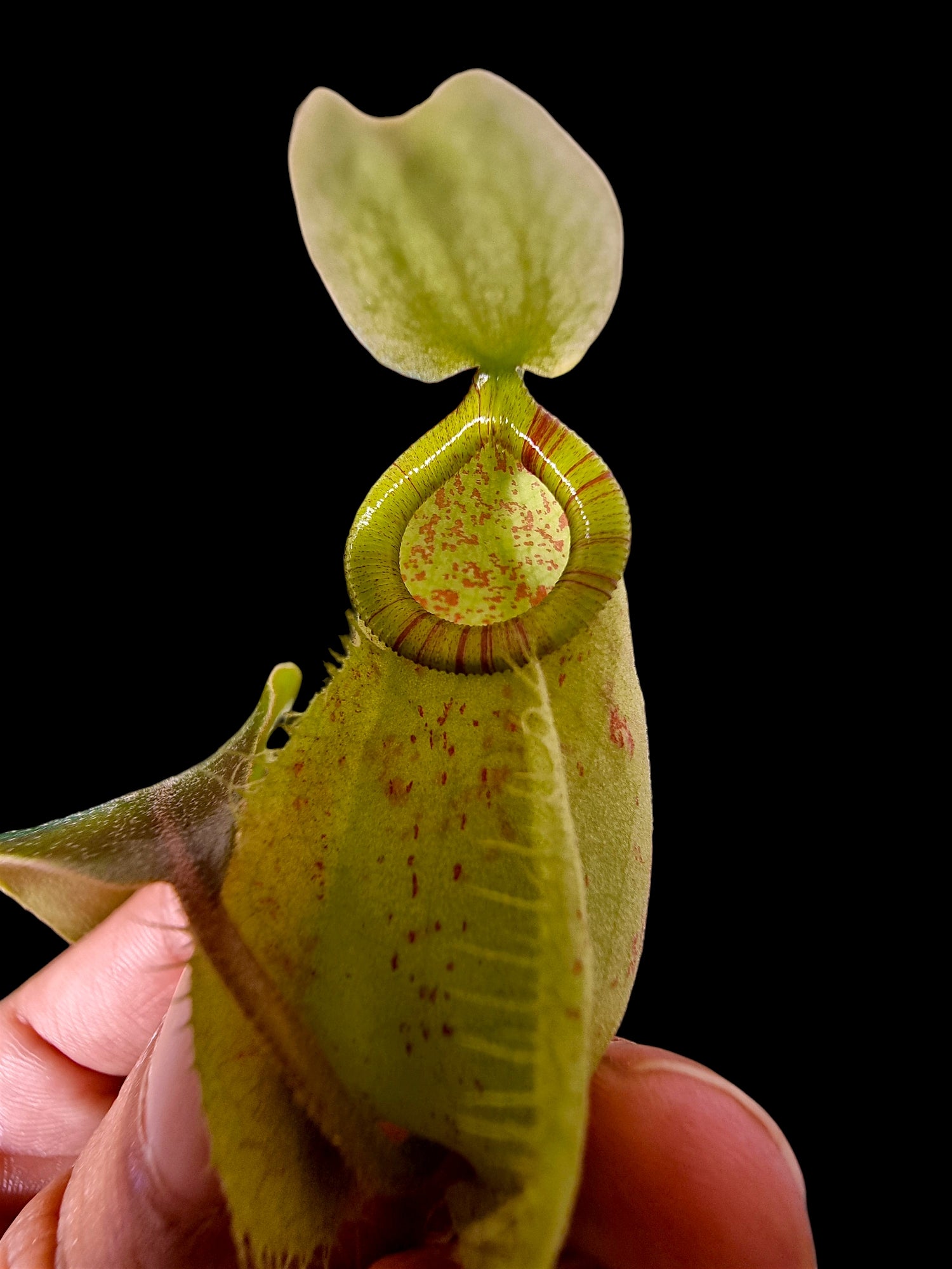 Nepenthes hookeriana