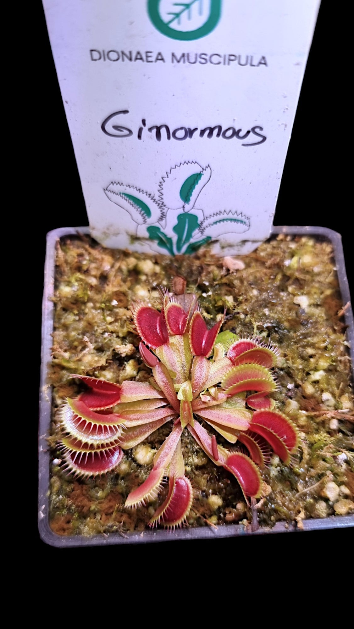 Dionaea muscipula ‘Ginormous' (diflora)
