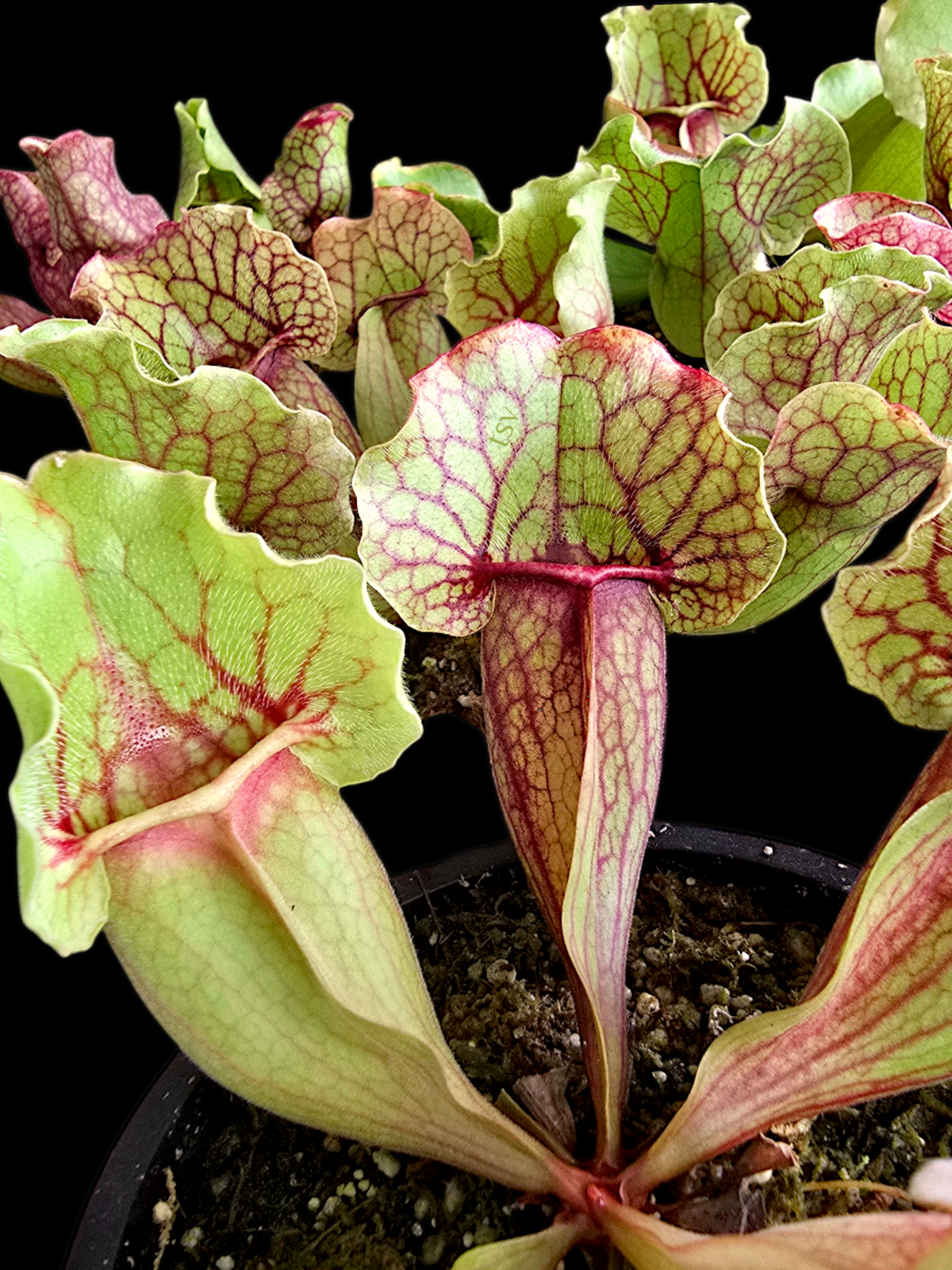 Sarracenia purpurea var. purpurea