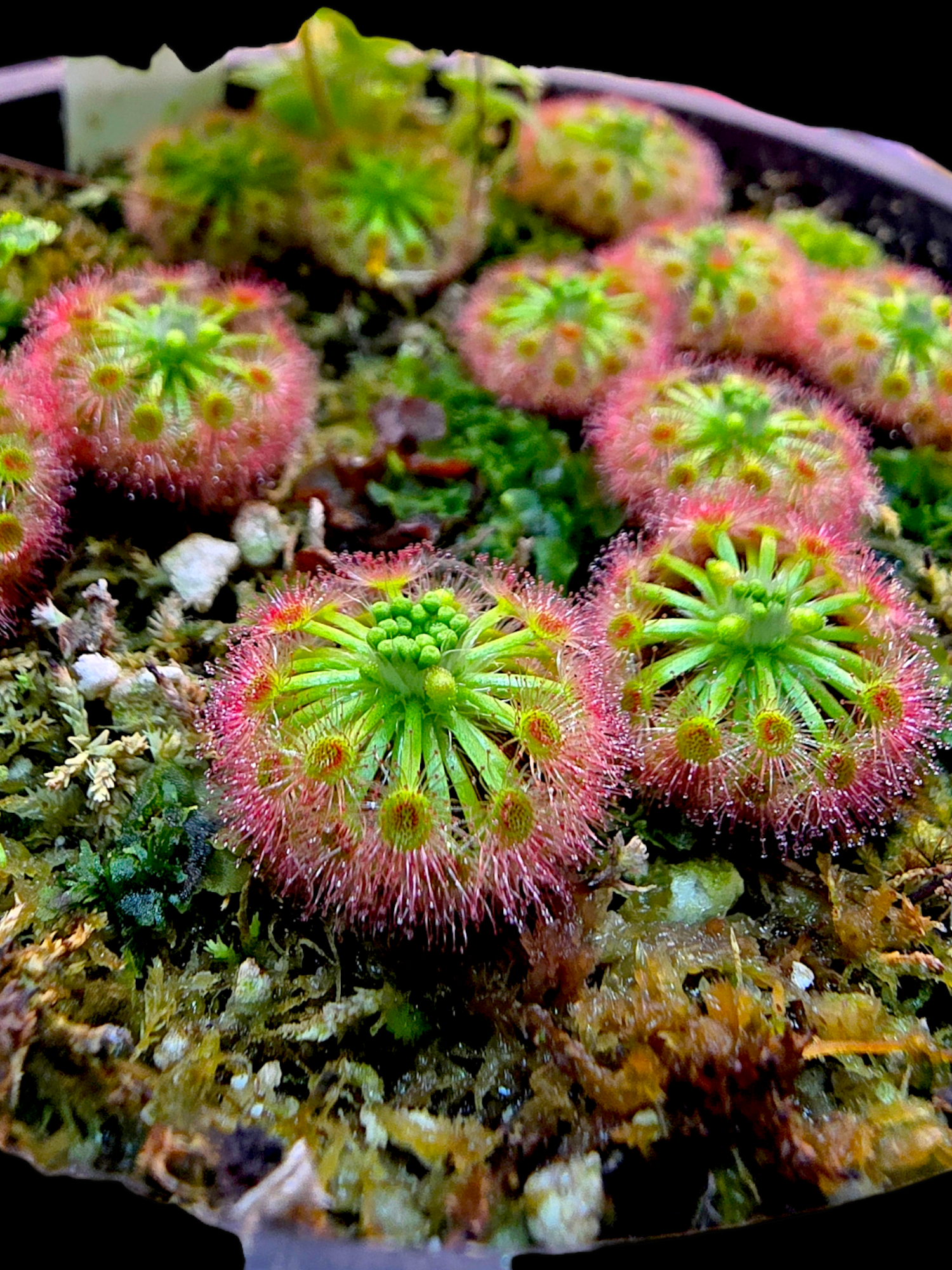 Drosera callistos (5x gemmae)