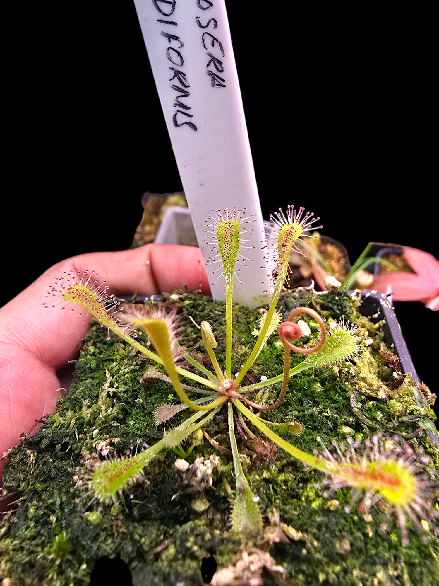 Drosera nidiformis