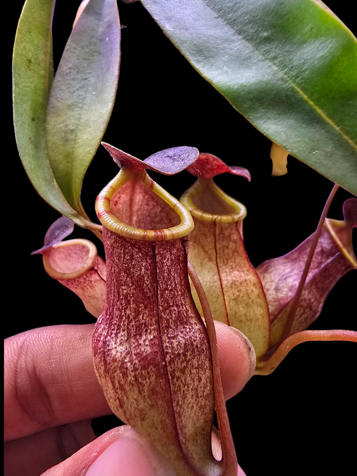Nepenthes eustachya x tenuis BE- 3971