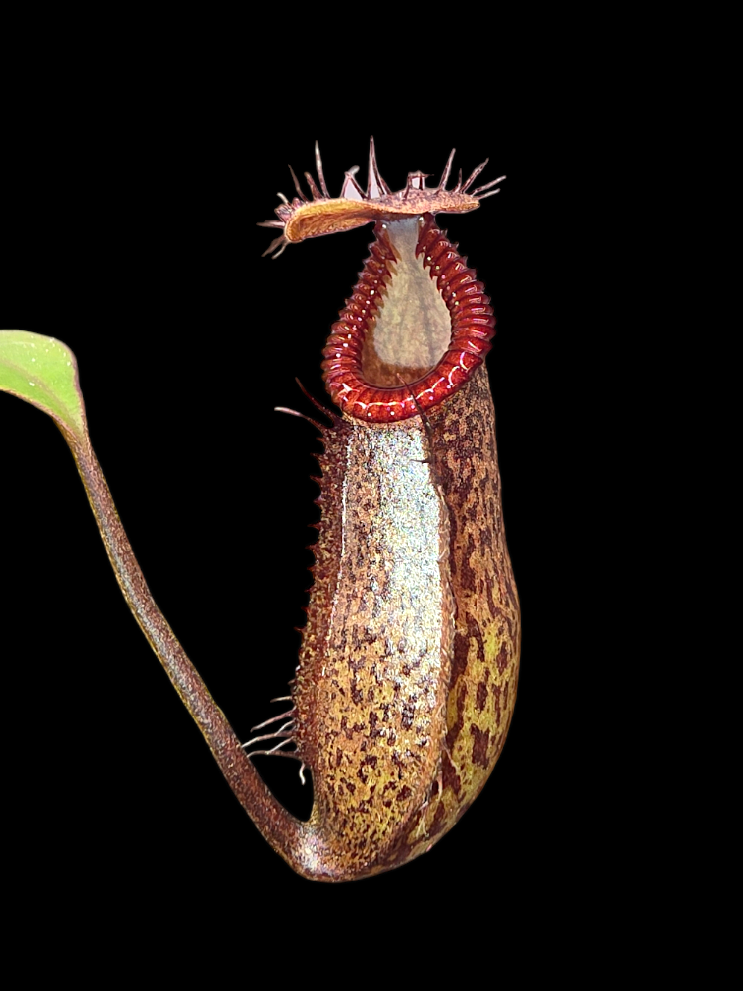 Nepenthes burkei x hamata       BE- 3747
