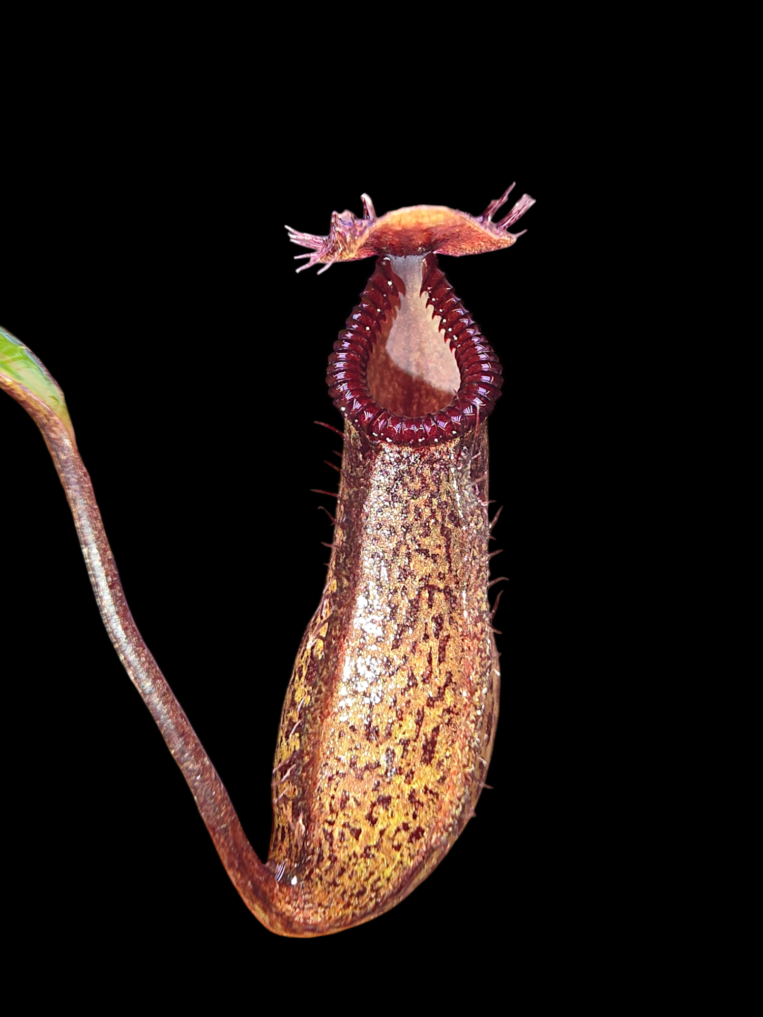Nepenthes burkei x hamata       BE- 3747
