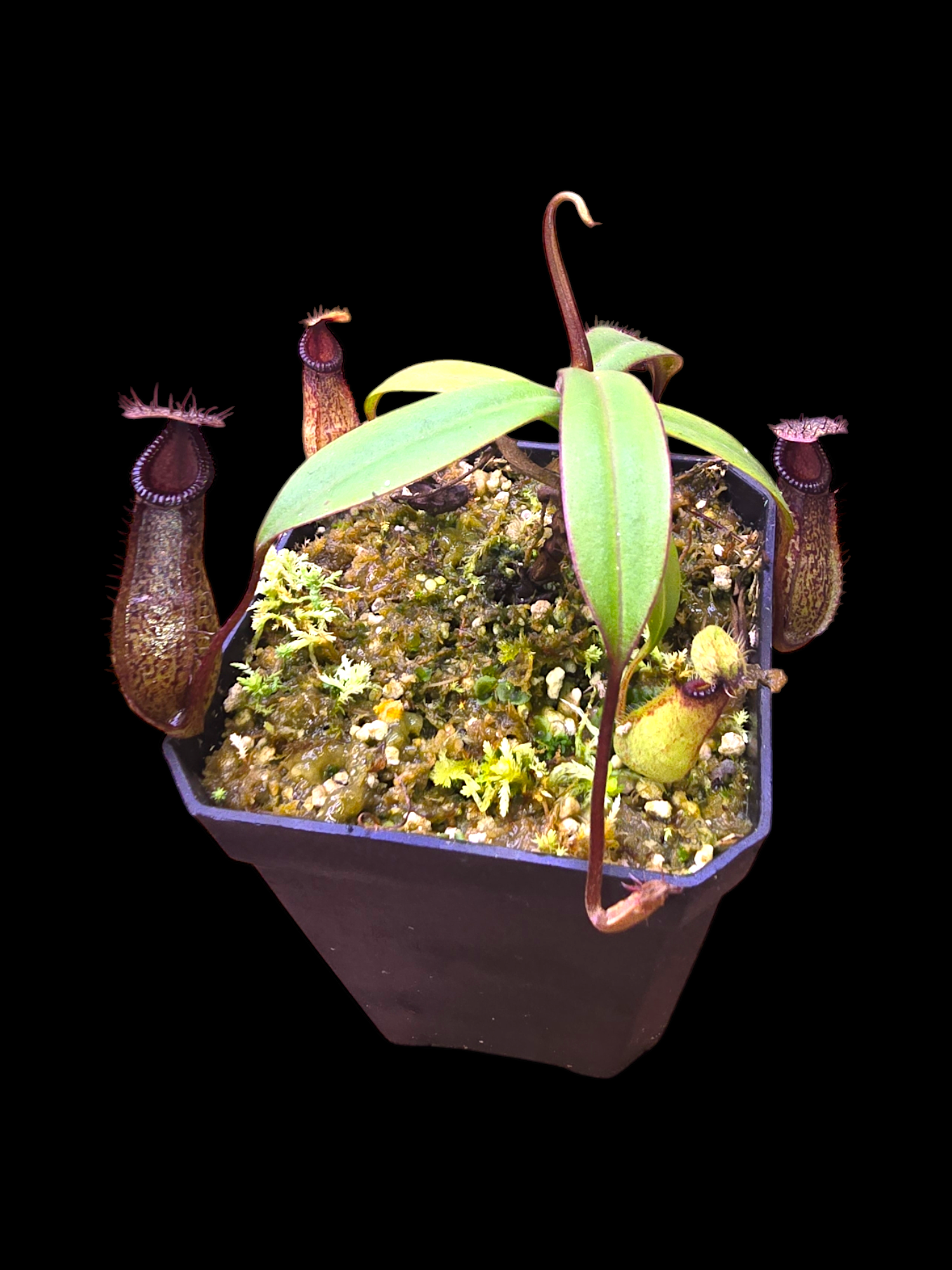 Nepenthes burkei x hamata       BE- 3747