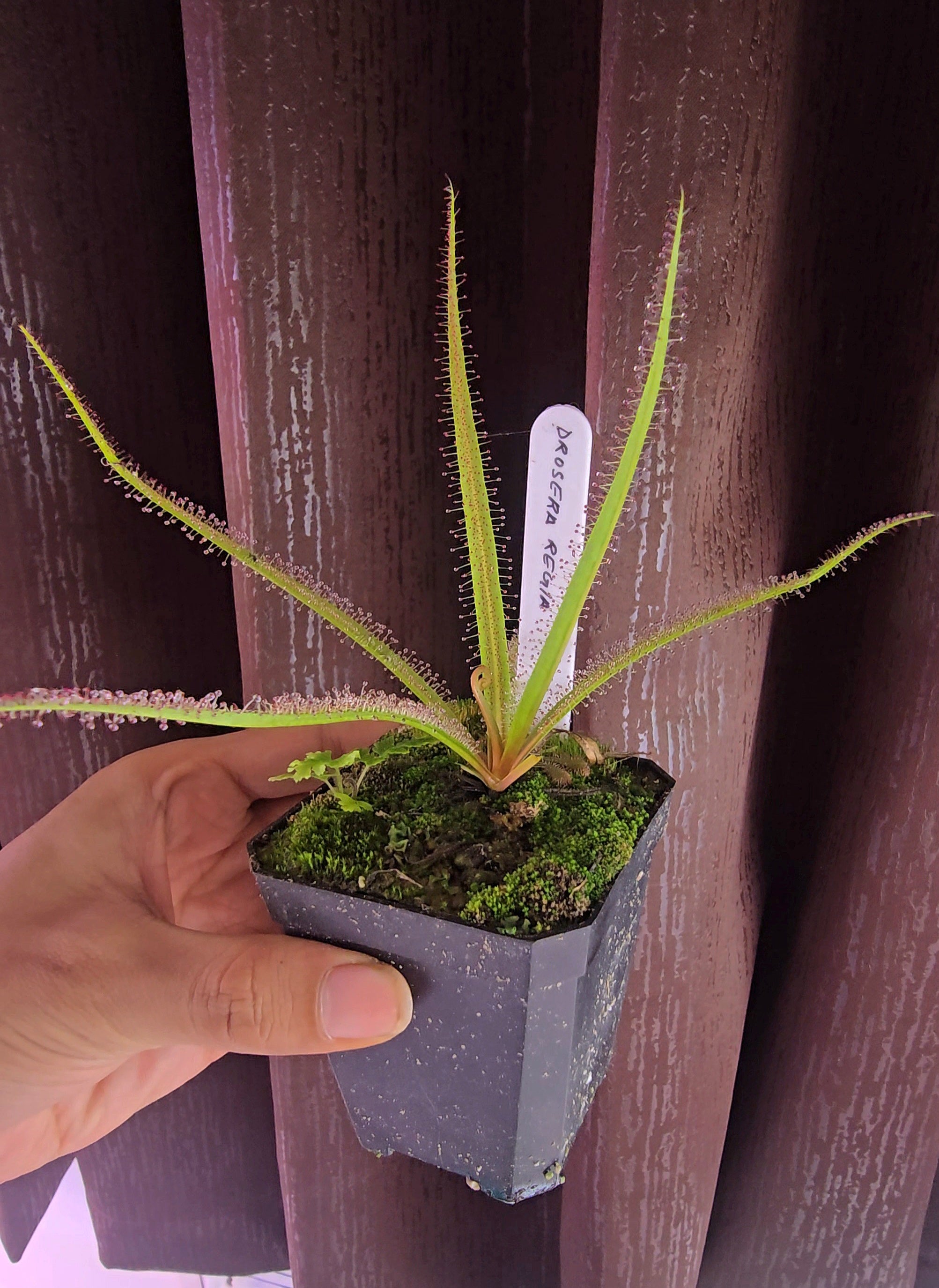 Dorsera regia (King Sundew)