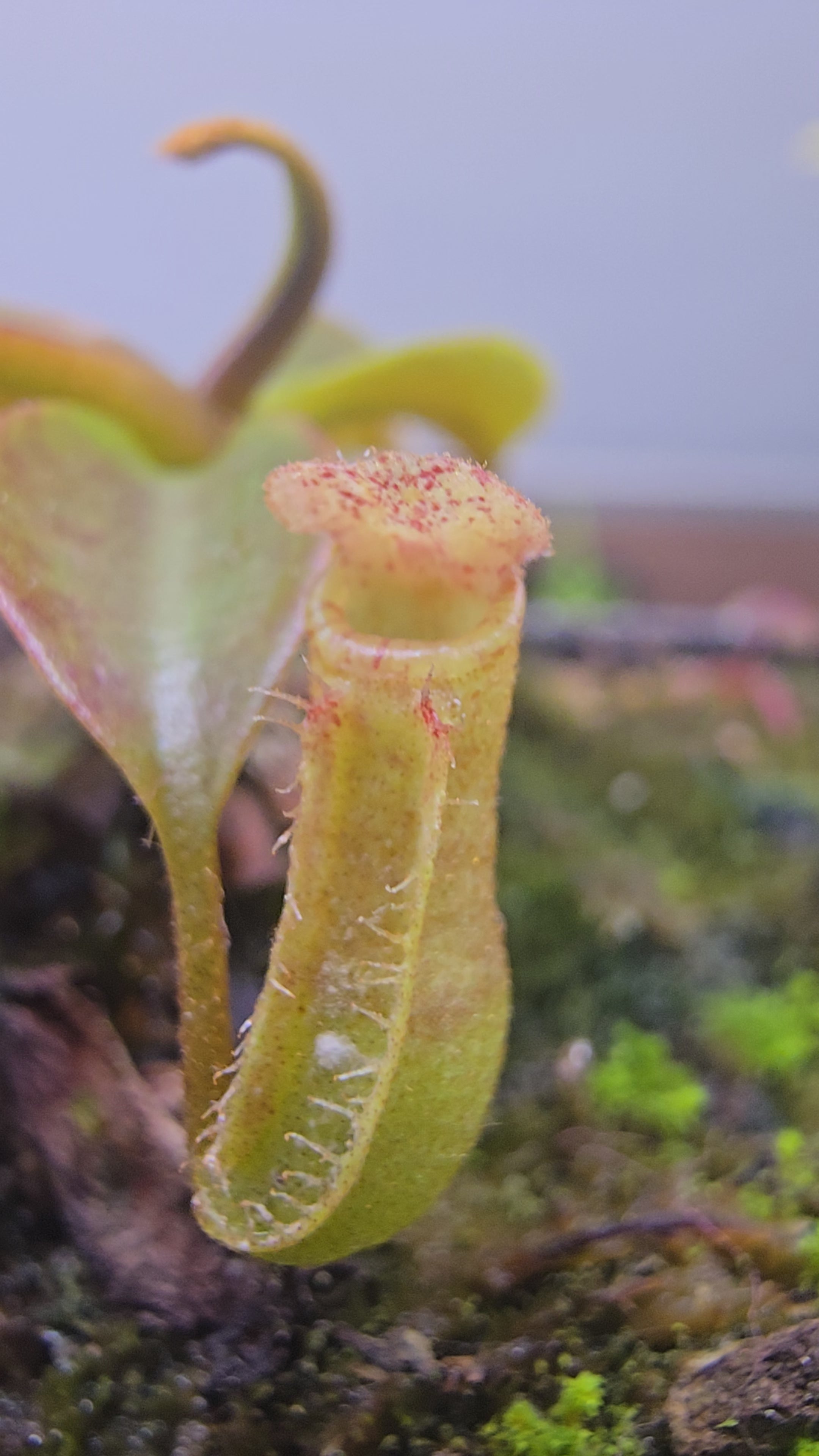 N. northiana red x lvbvmv