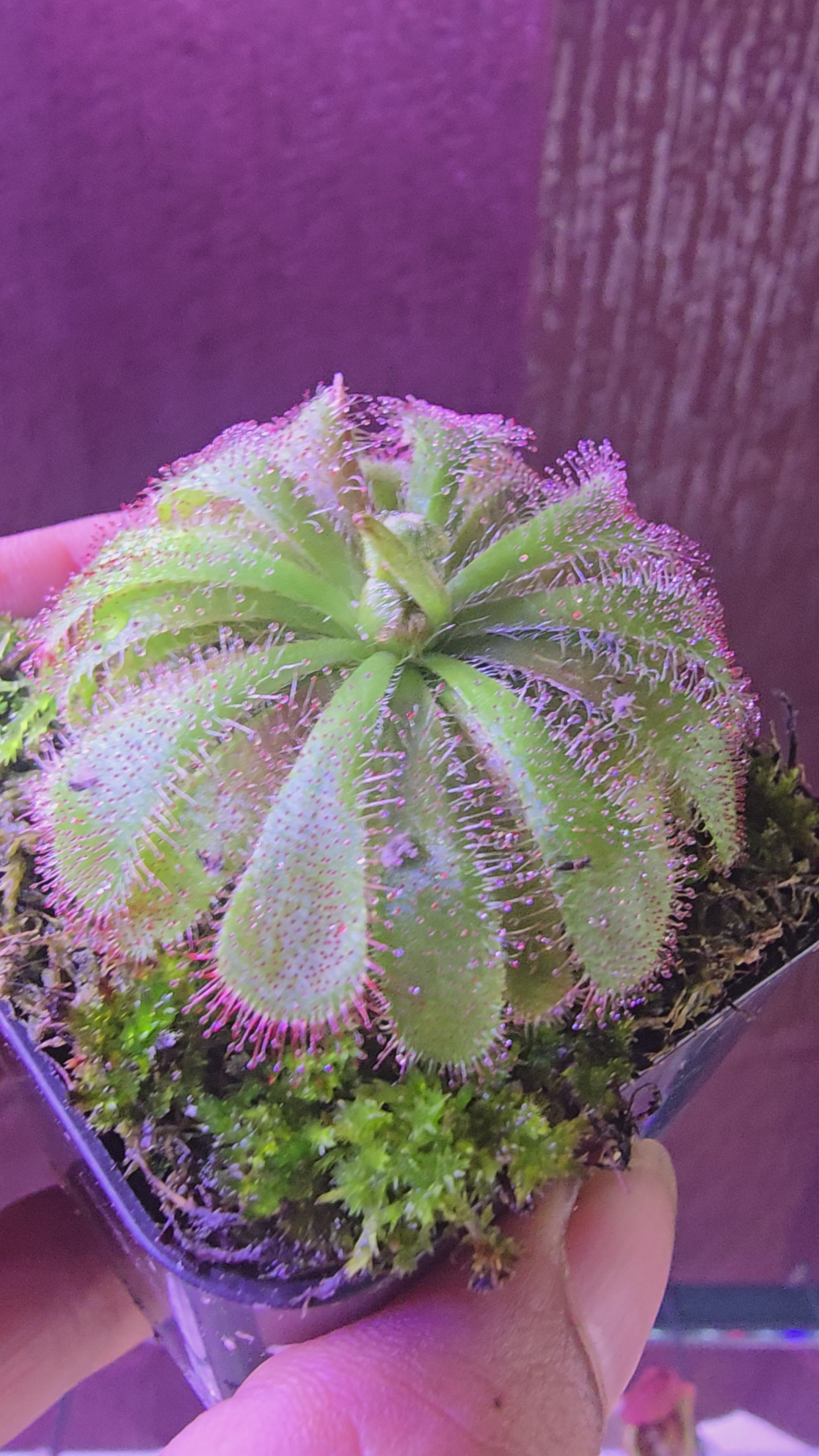 Drosera aliciae
