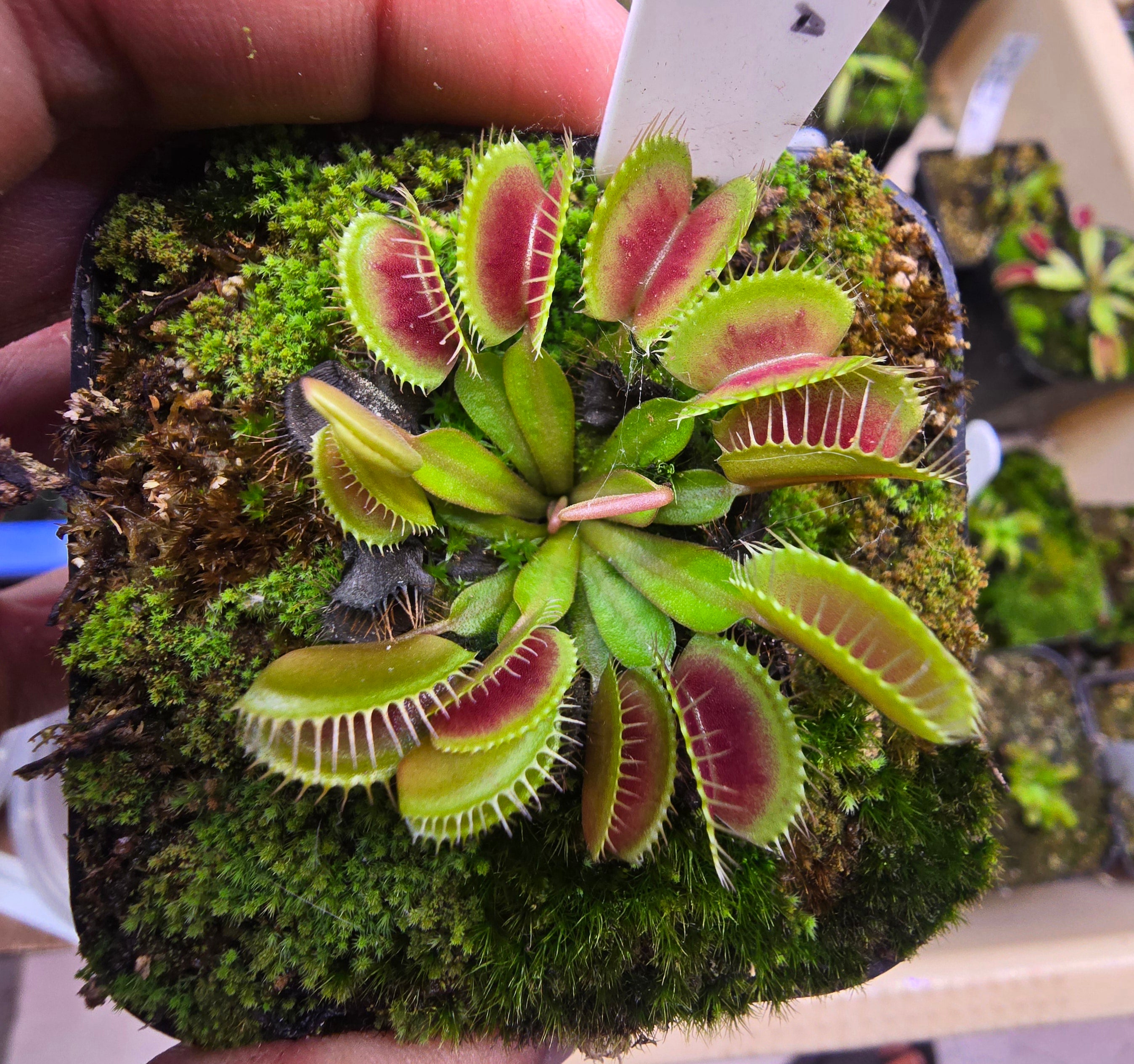 Dionaea muscipula "ARPC"