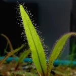 Drosera adelae