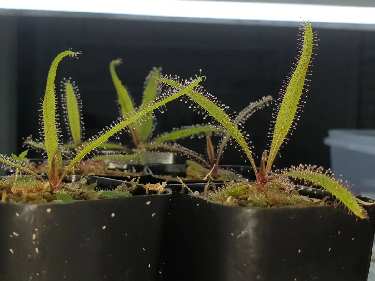 Drosera adelae
