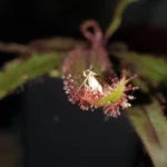 Drosera adelae