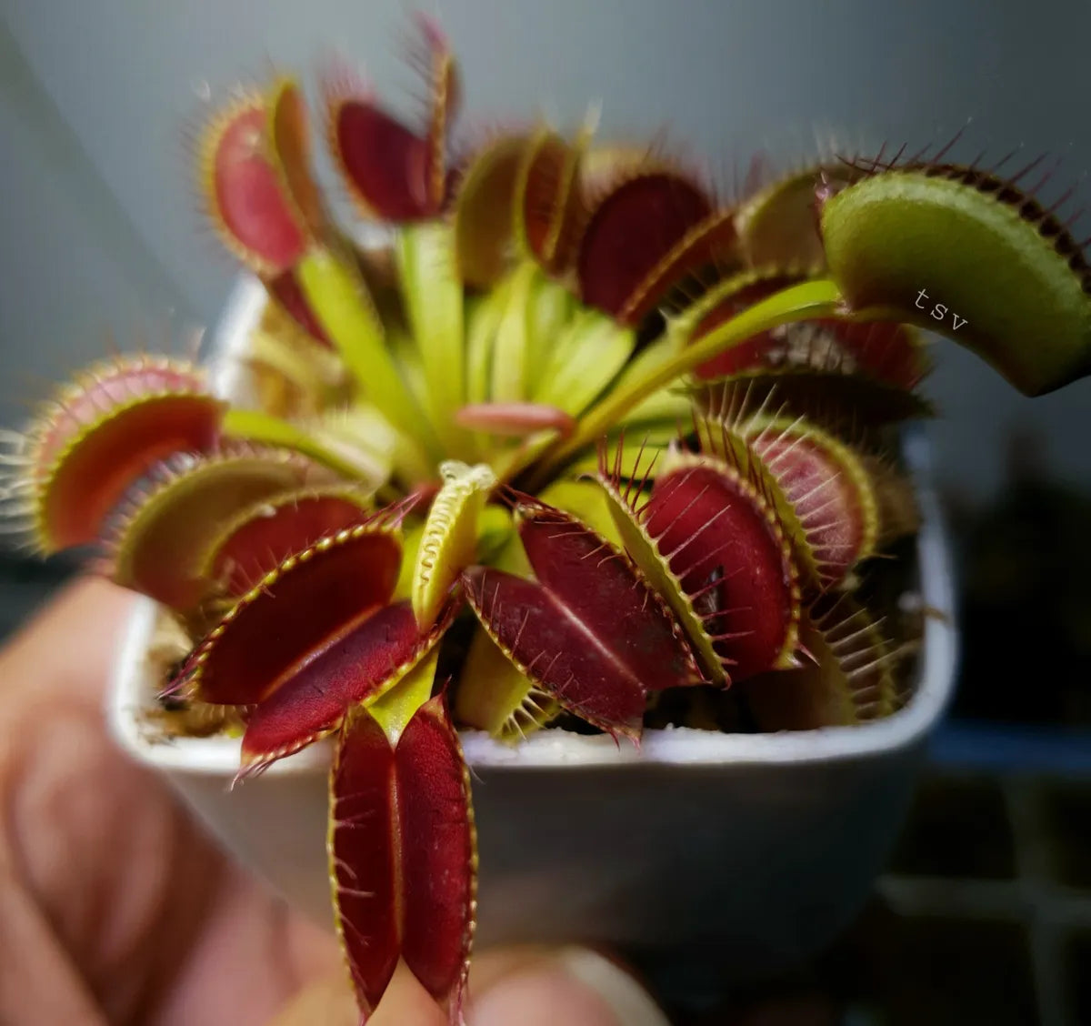 Dionaea muscipula (typical)