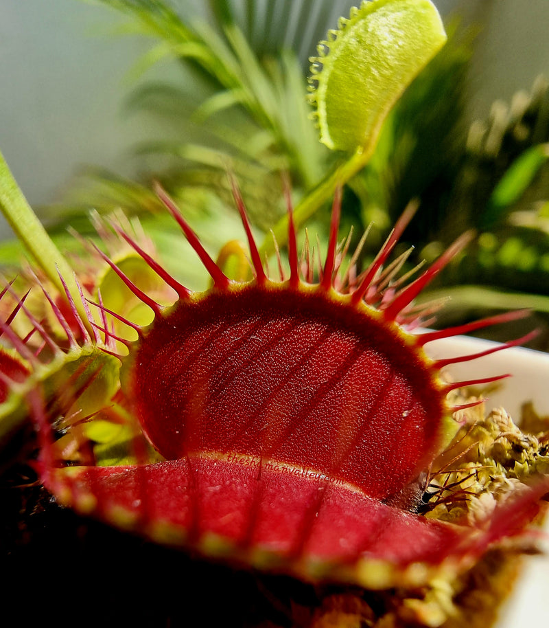 Why do carnivorous plants need water that is low in mineral content.