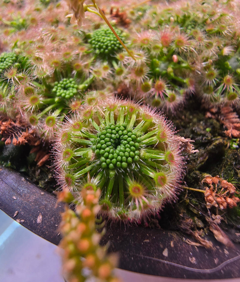 Pygmea Sundew Care Guide