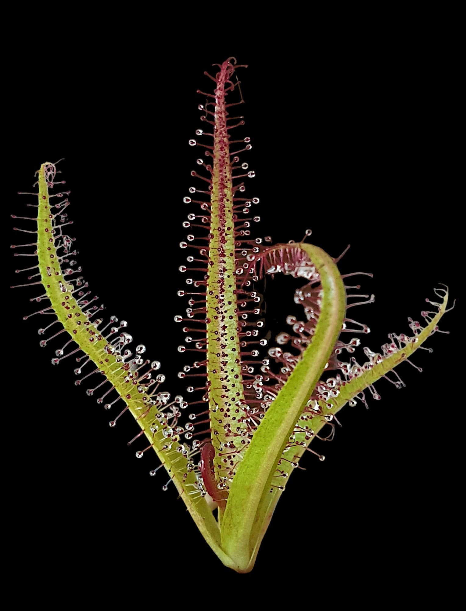 Drosera