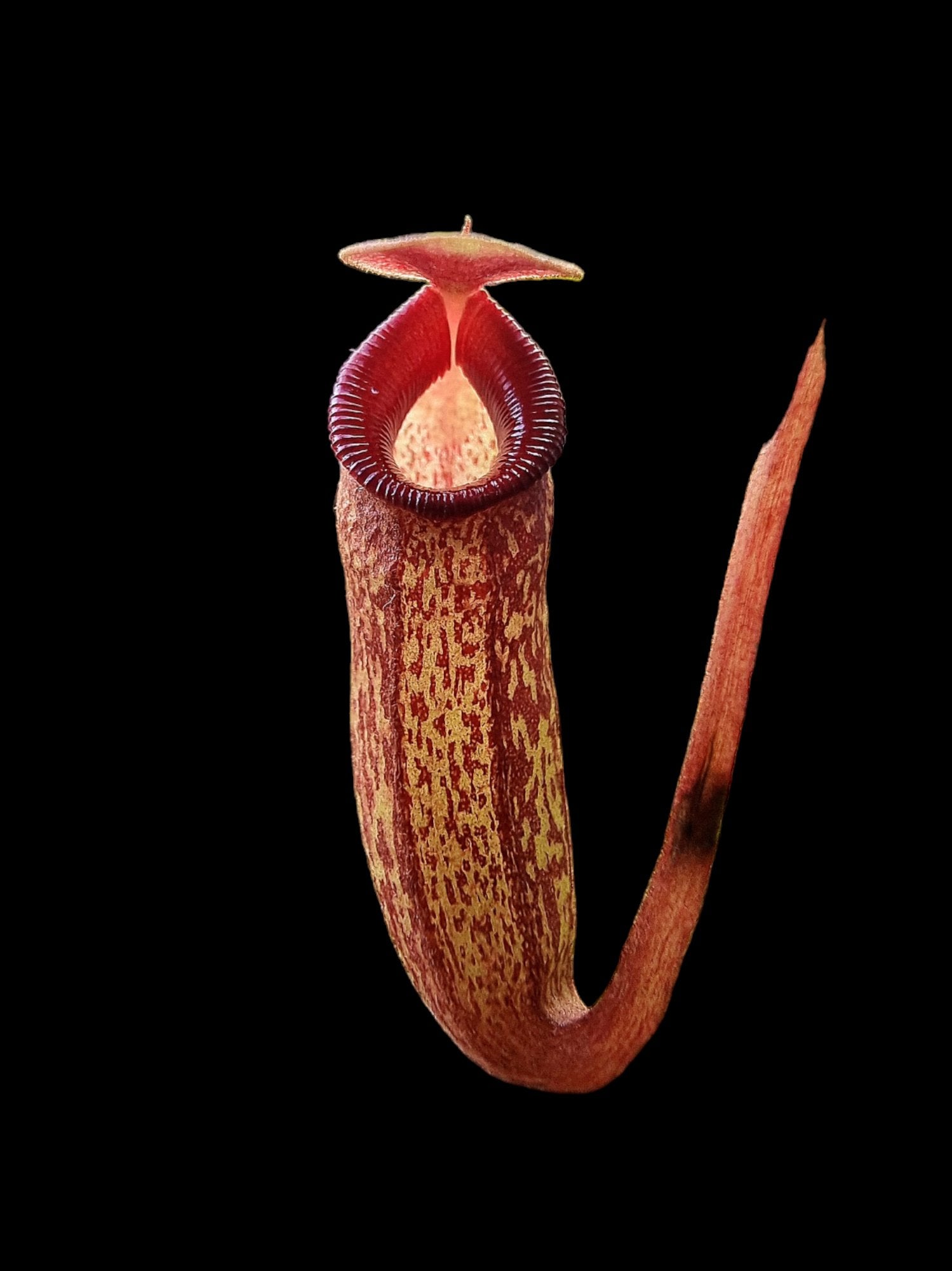 Pitcher plants