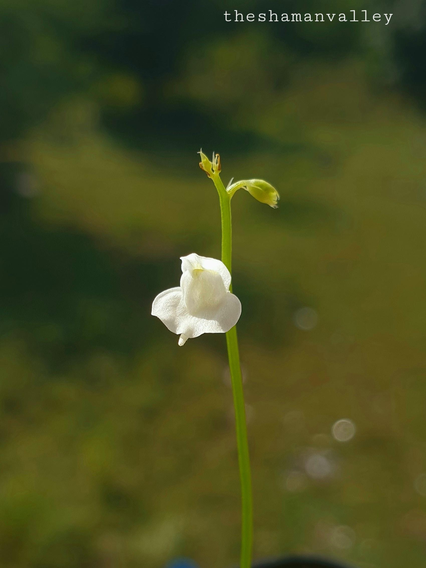 Utricularia calycifida cv. "Lavinia Whateley"