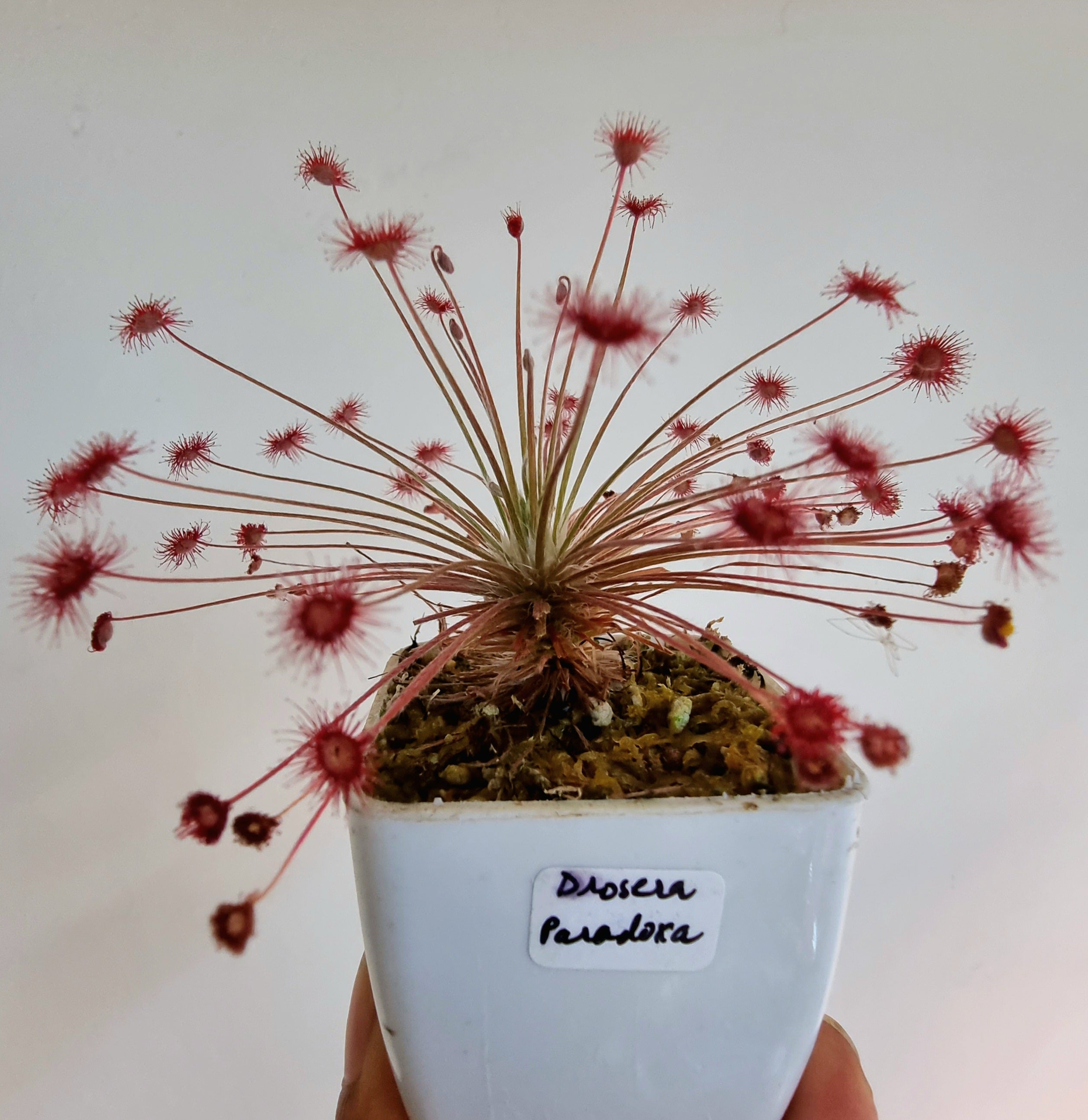 Drosera paradoxa – The Shaman Valley