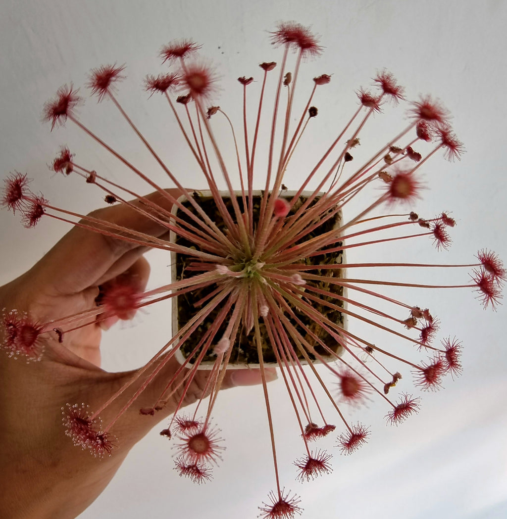 Drosera paradoxa