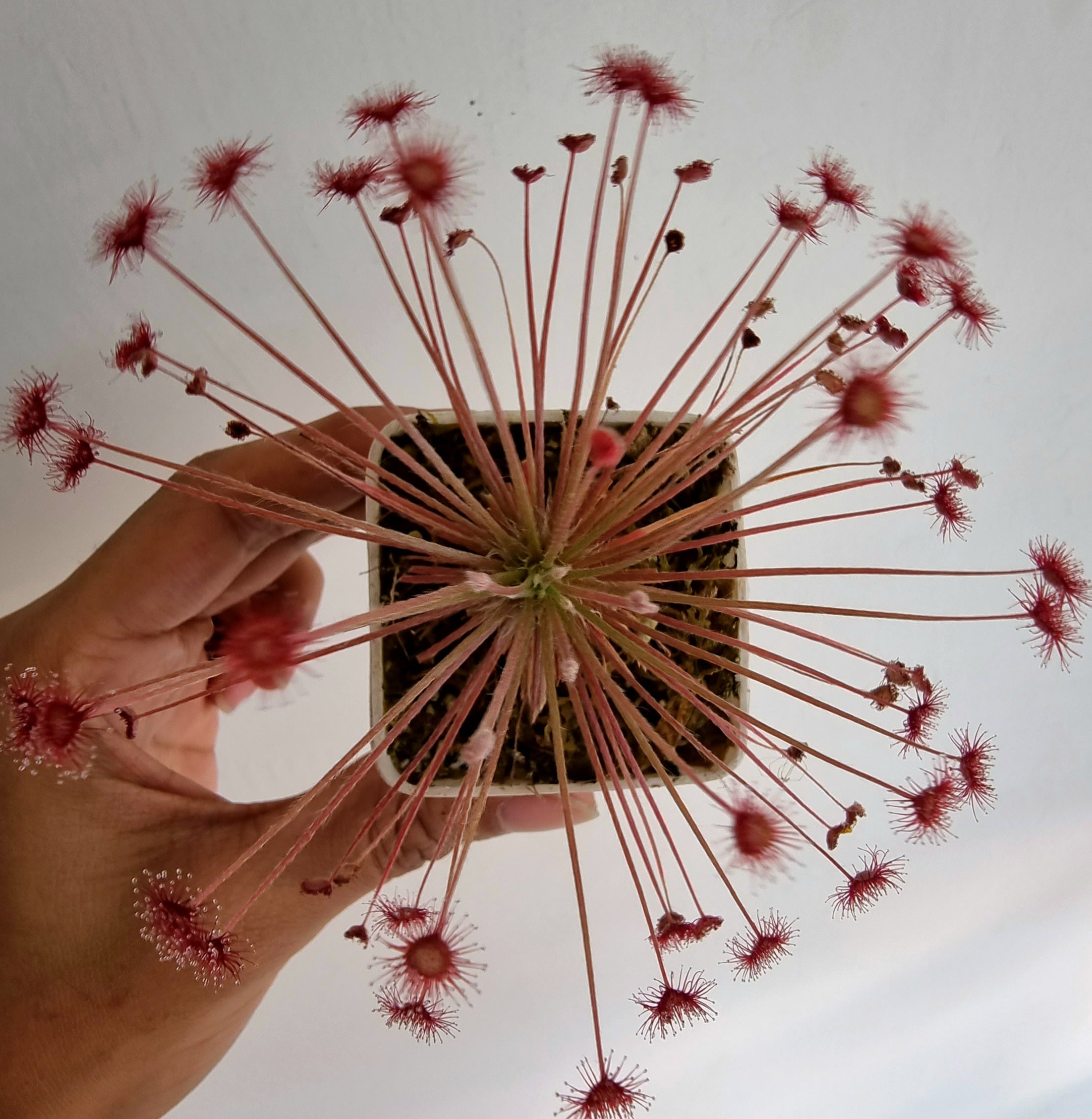 Drosera paradoxa