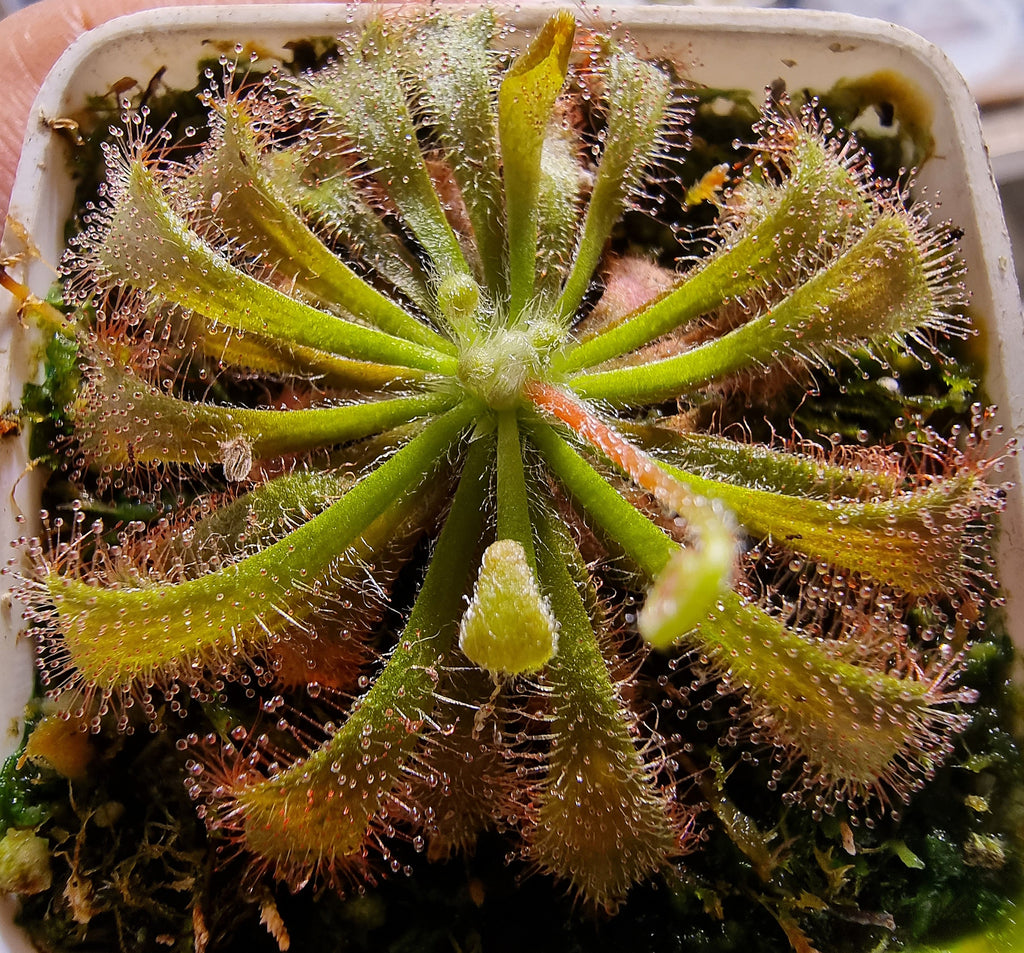 Drosera aliciae