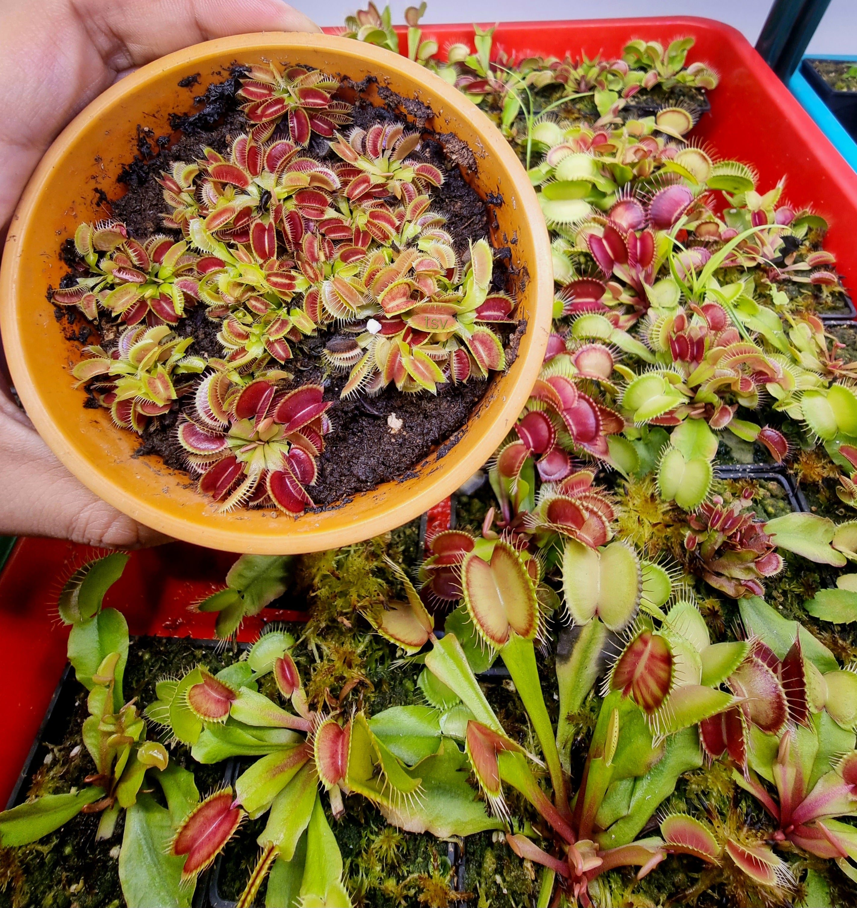 Venus Flytrap Seeds (15x) Germinaton guide included