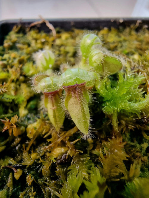 Cephalotus follicularis